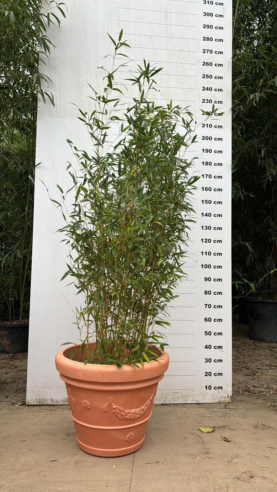 Pot Genova - Image 11