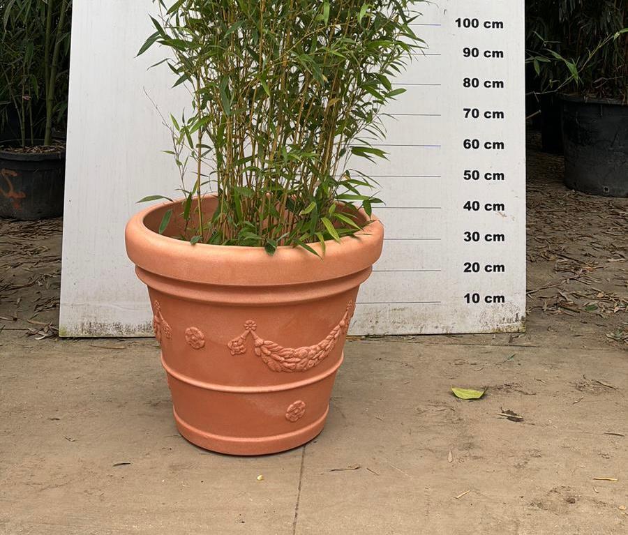 Pot Genova - Image 3