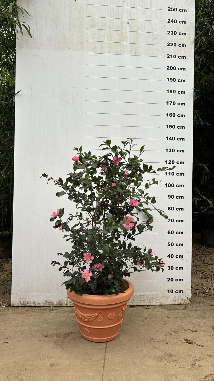 Pot Genova - Image 4