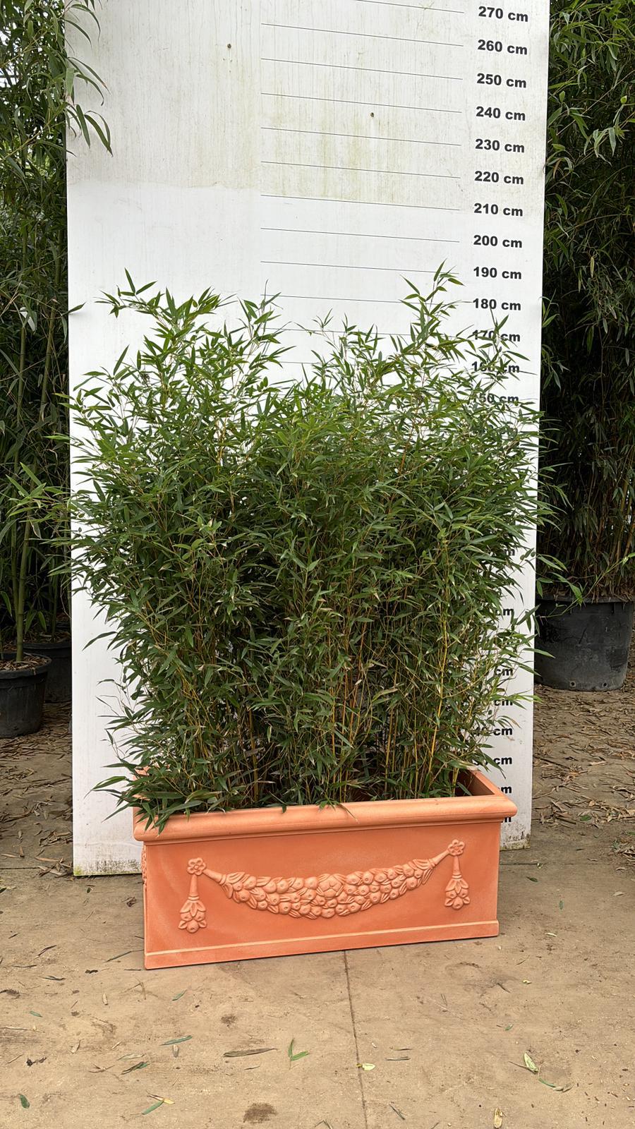 Pot Genova - Image 5