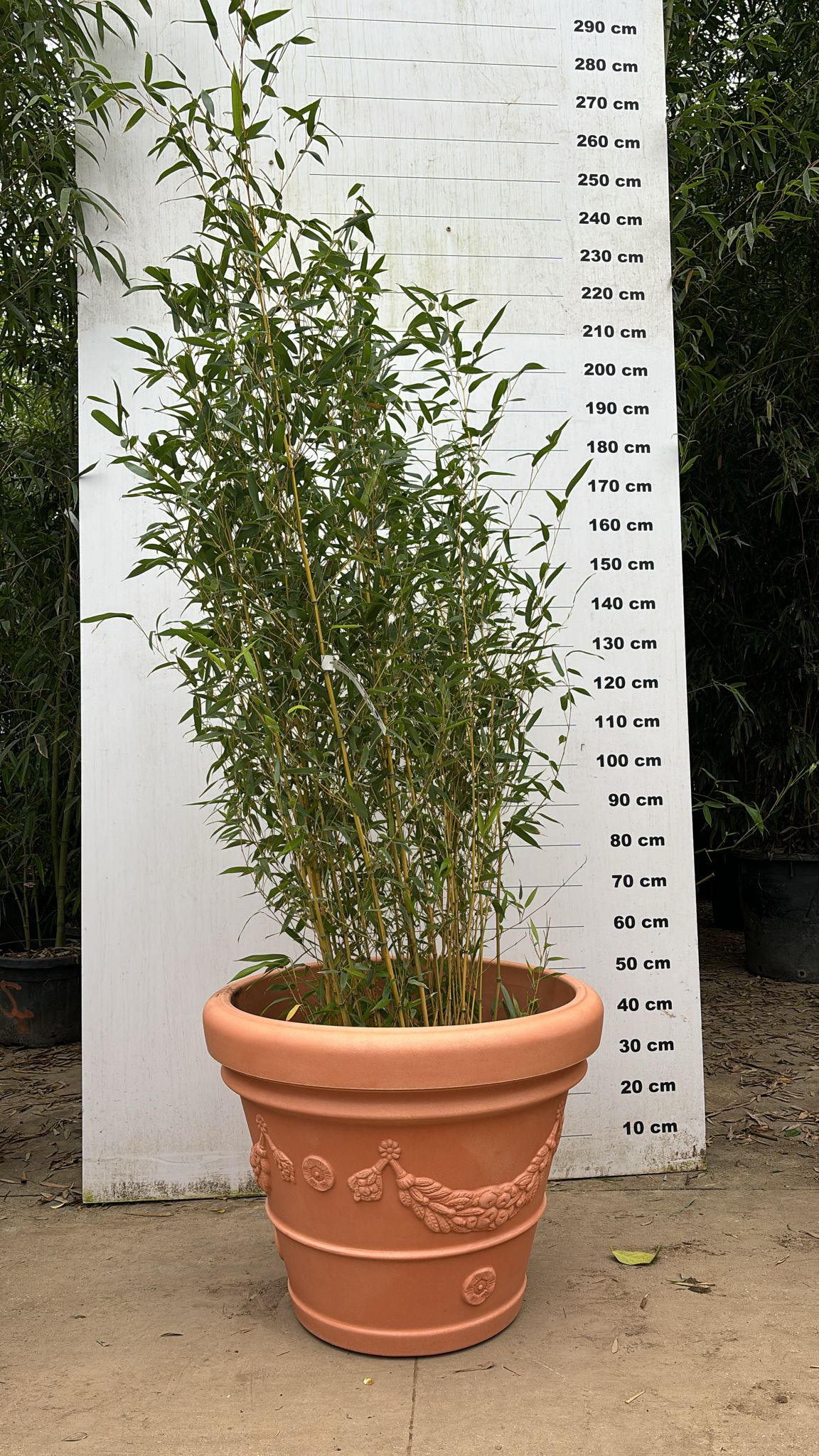 Pot Genova - Image 6