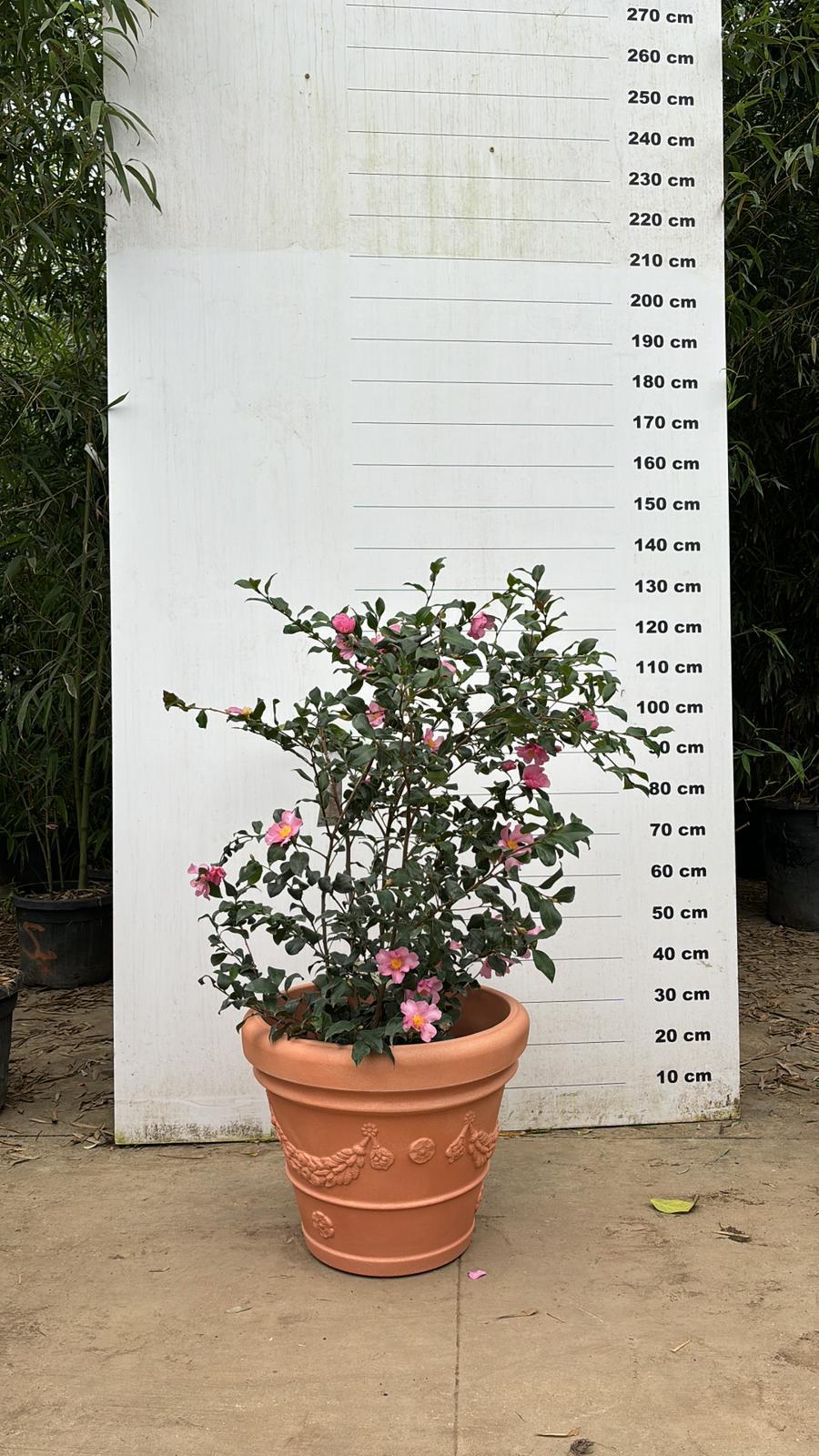 Pot Genova - Image 7