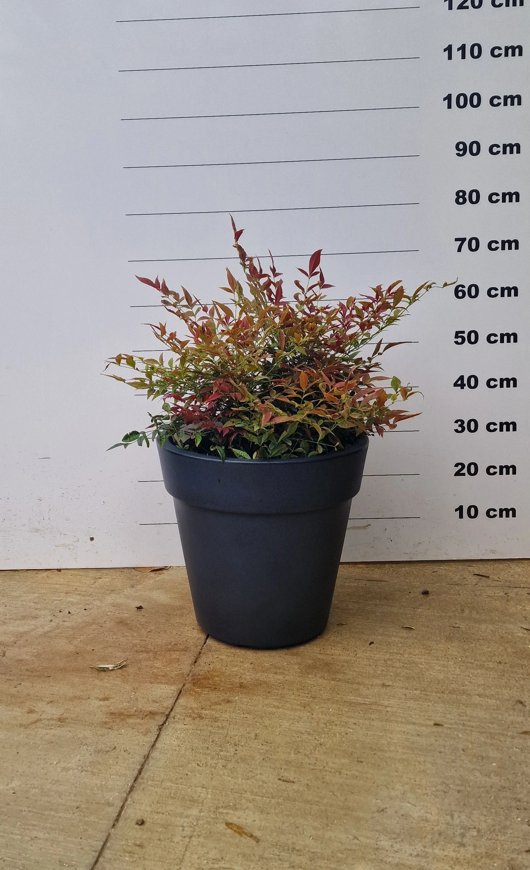 Pot Milano - Image 23