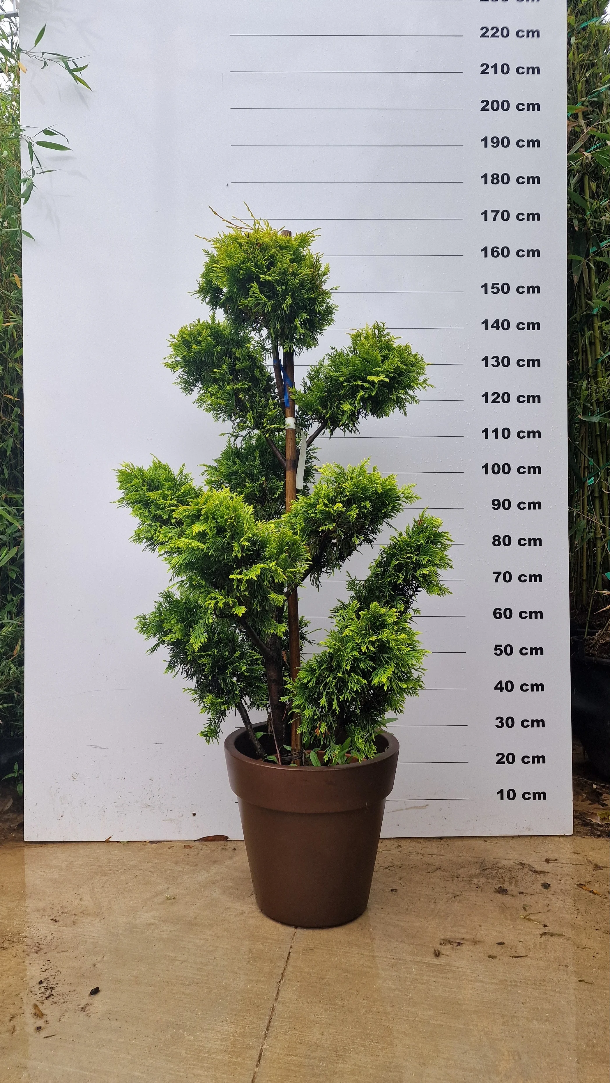 Pot Milano - Image 24