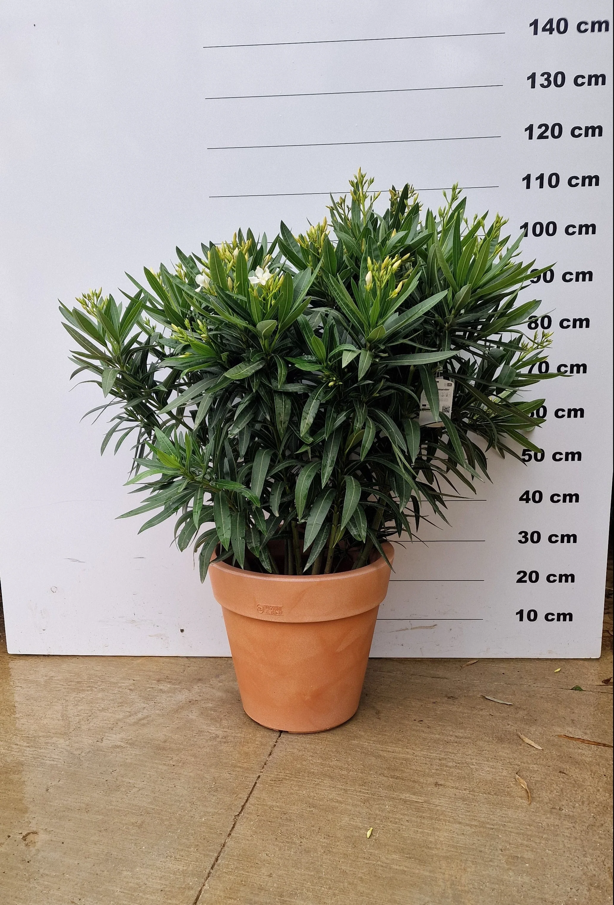 Pot Milano - Image 25