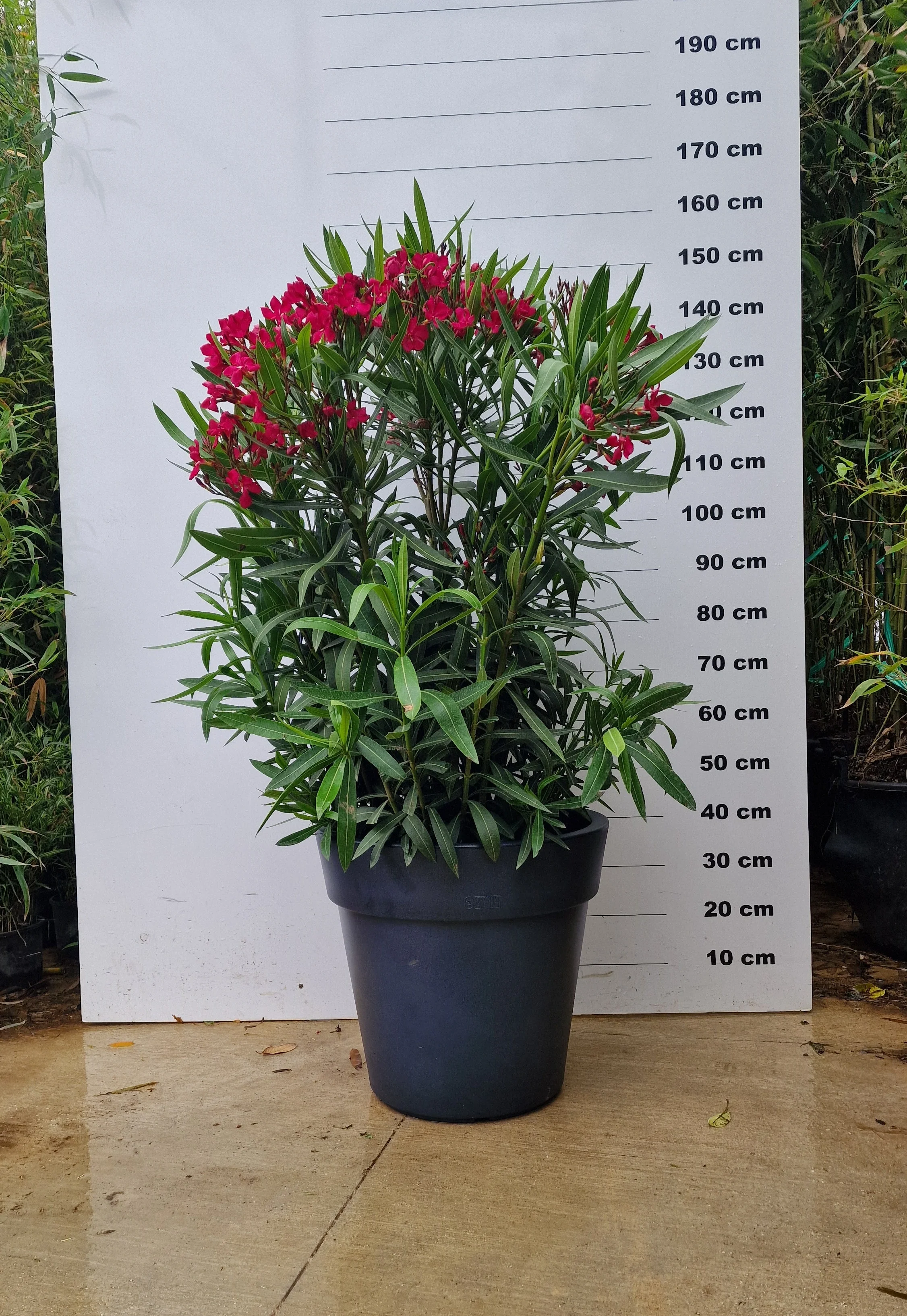 Pot Milano - Image 26