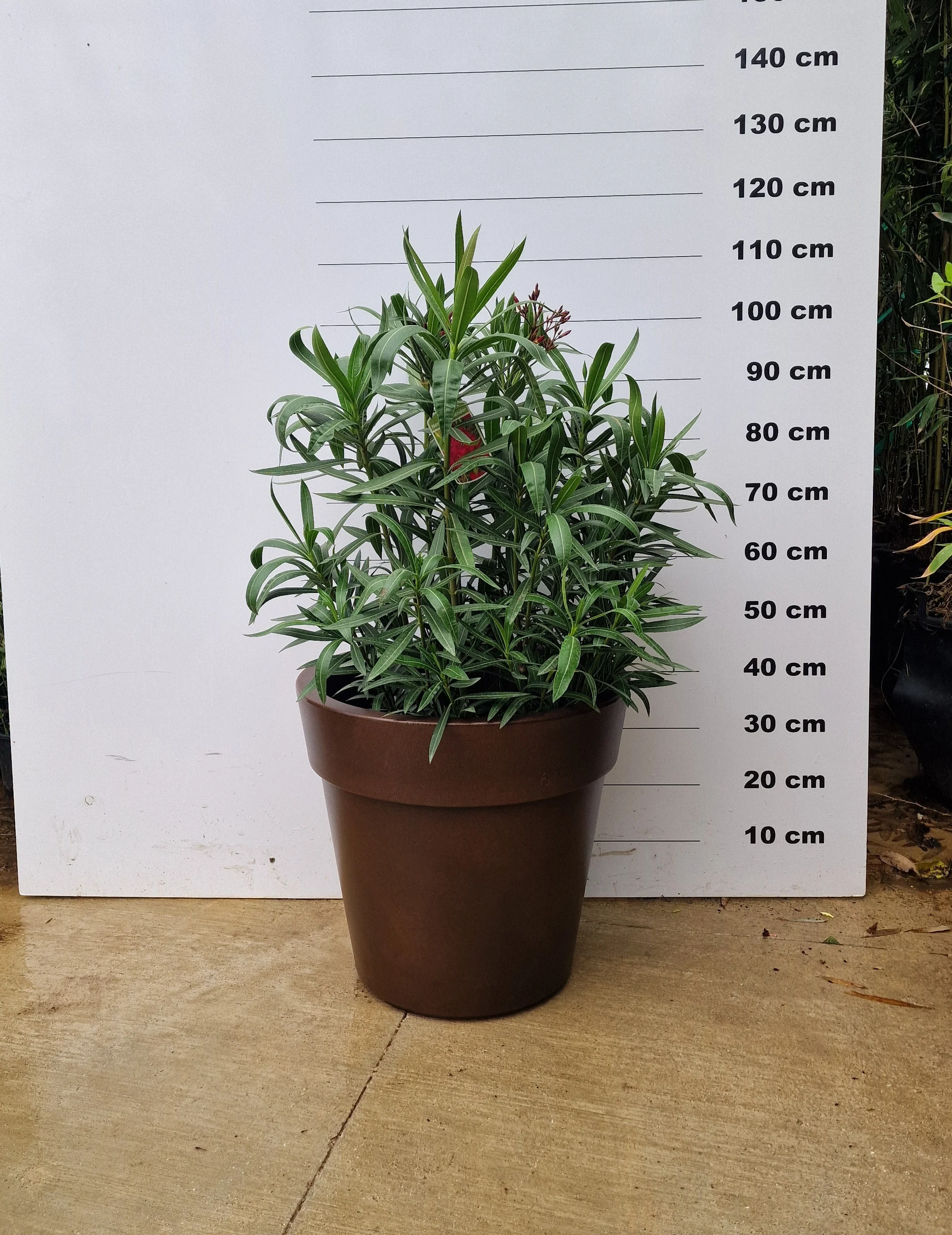 Pot Milano - Image 27