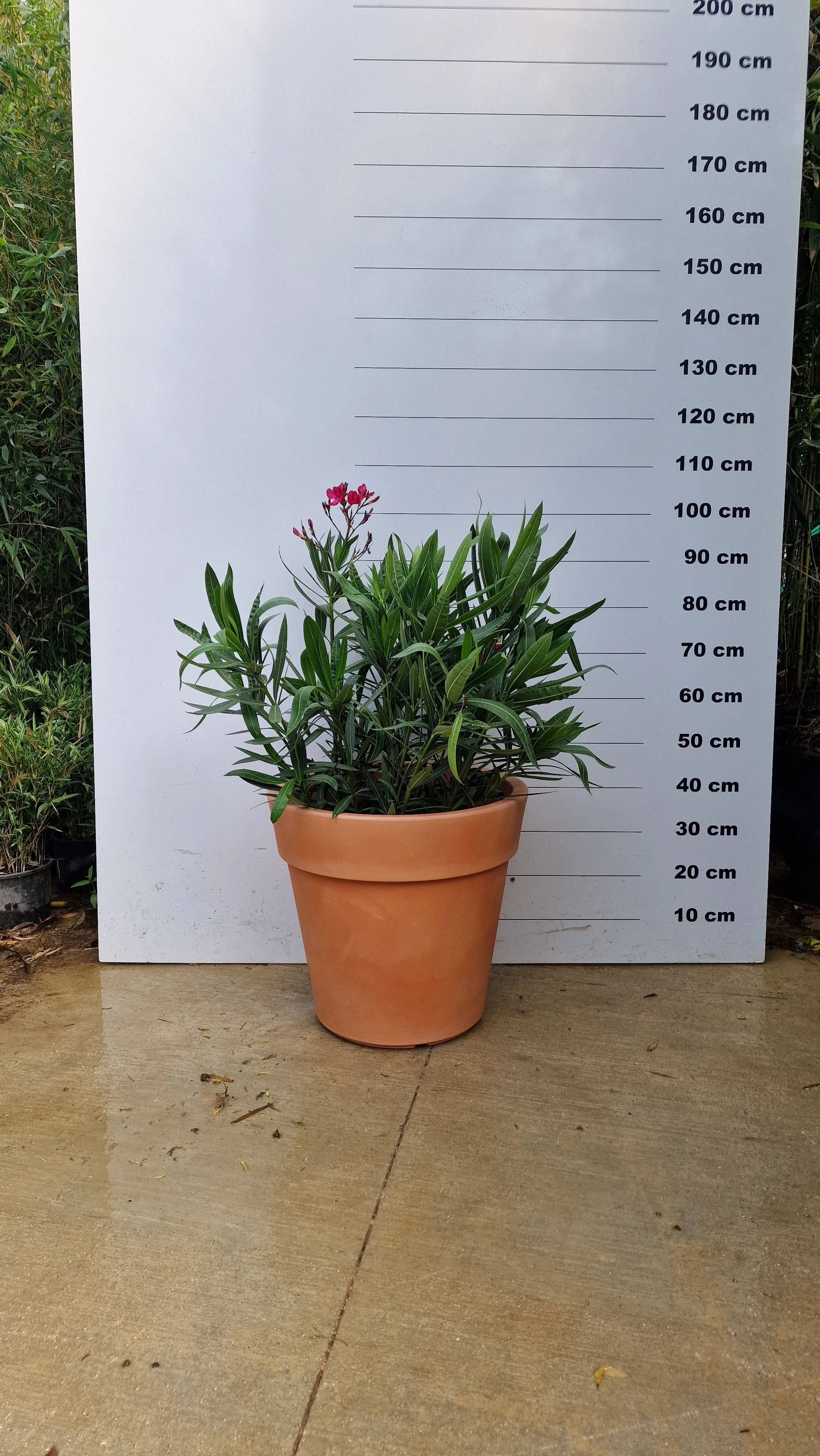 Pot Milano - Image 28