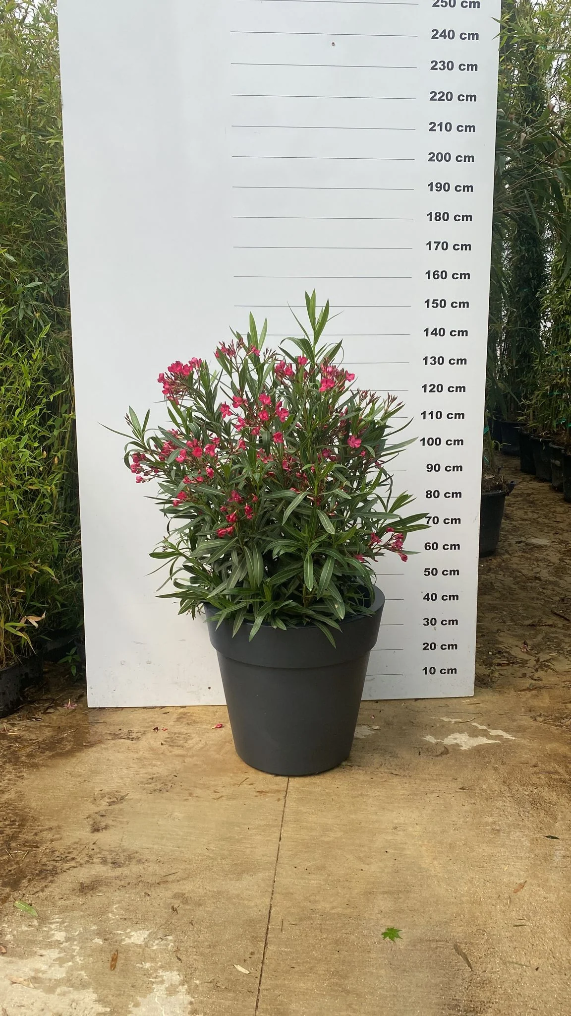 Pot Milano - Image 29