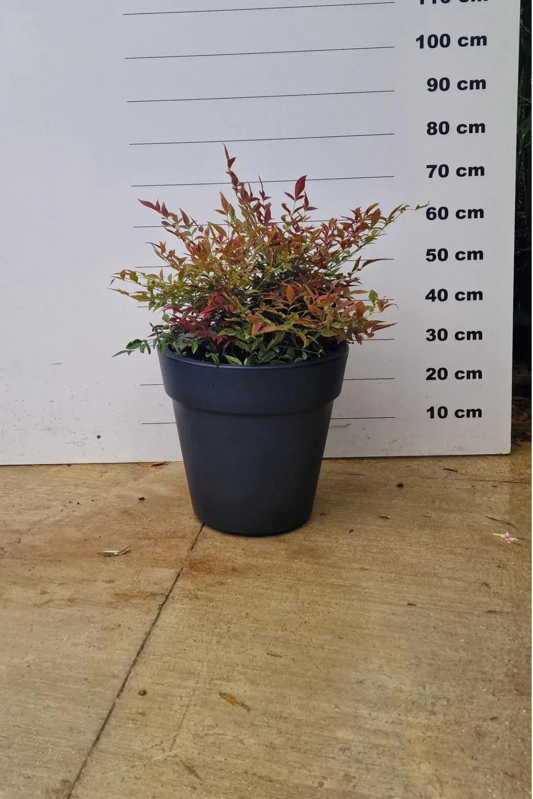 Pot Milano - Image 3