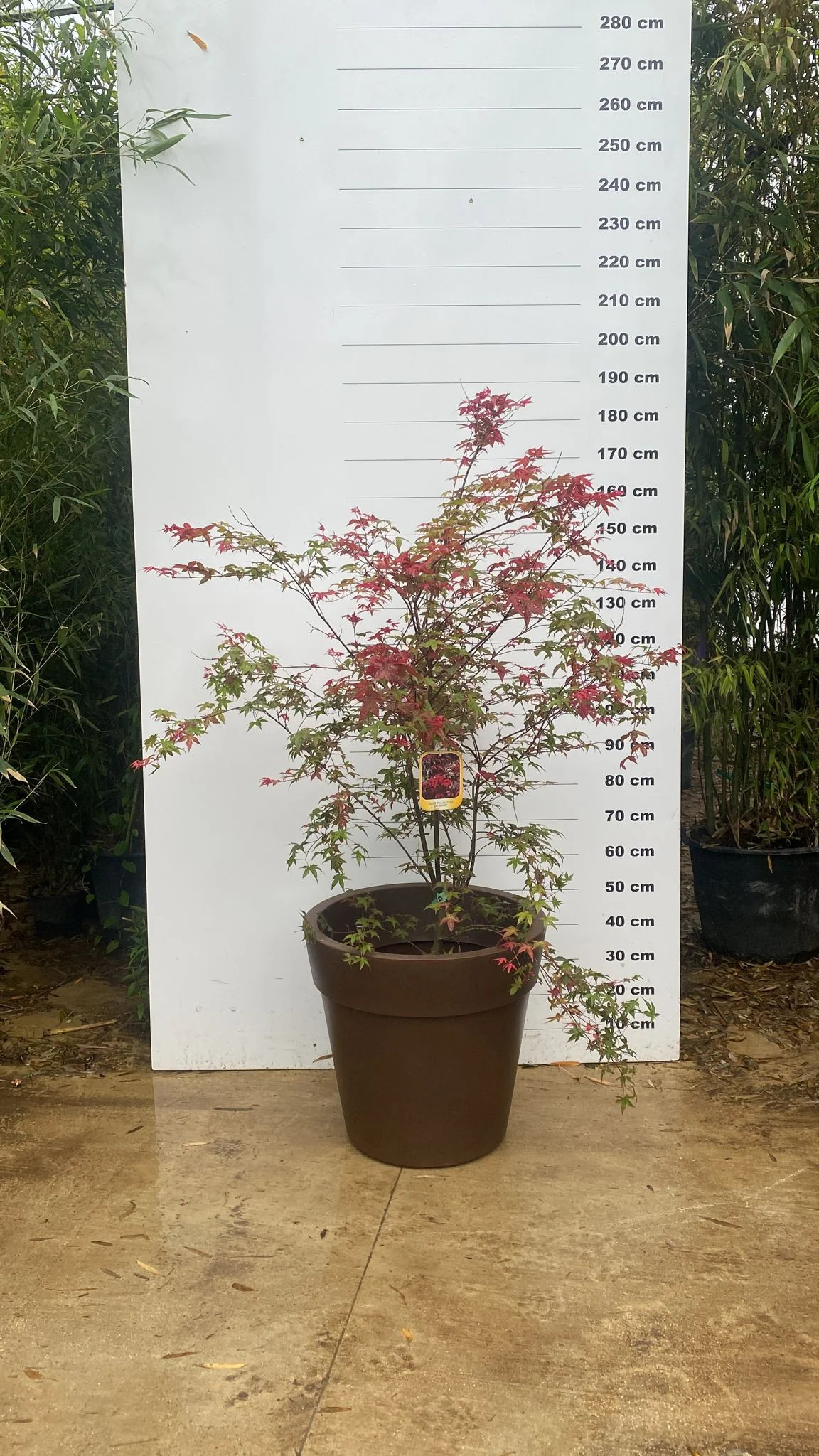 Pot Milano - Image 30