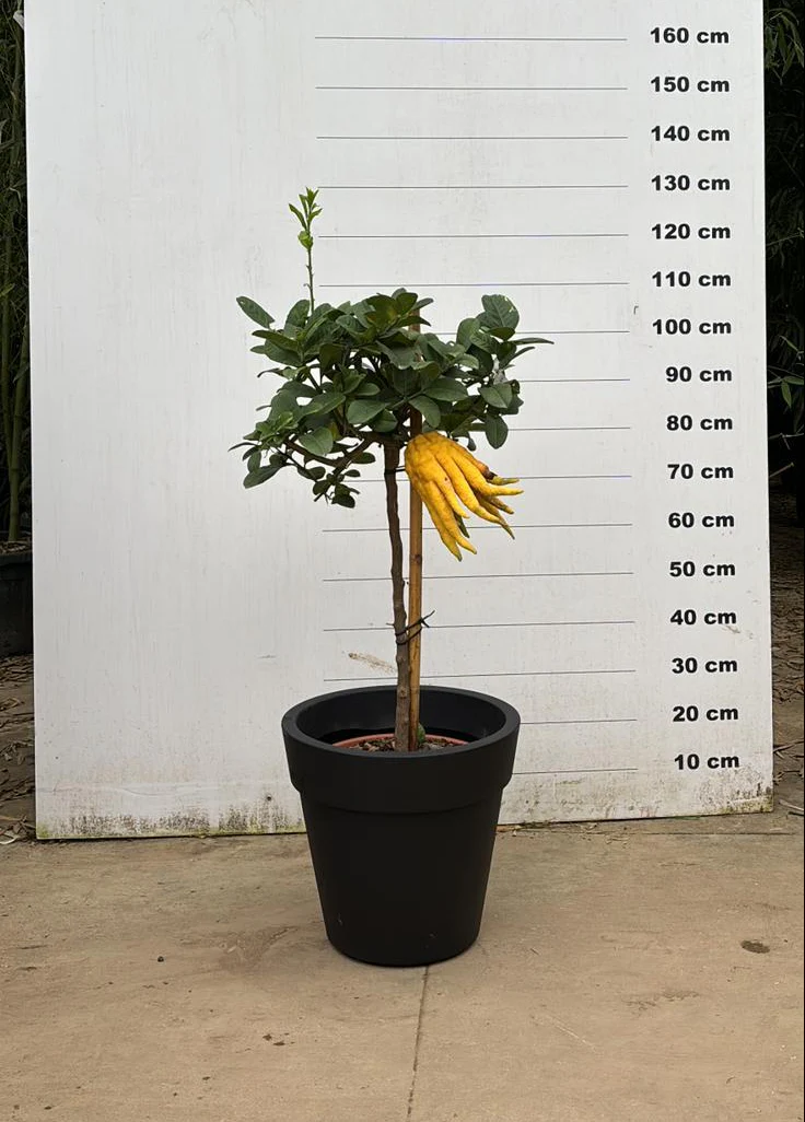 Pot Milano - Image 31