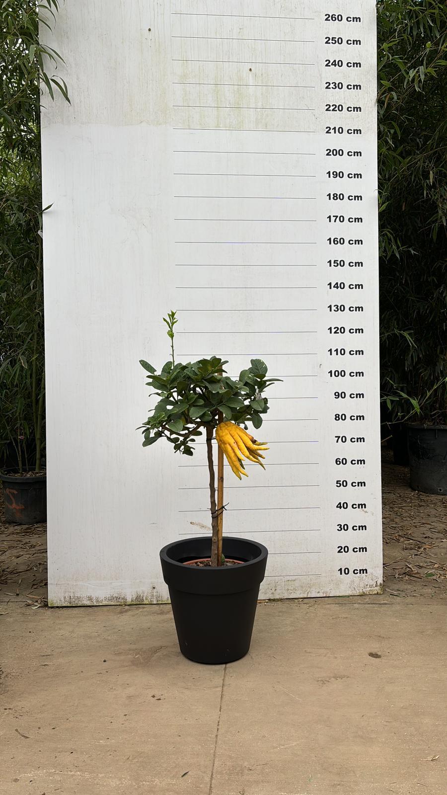 Pot Milano - Image 32