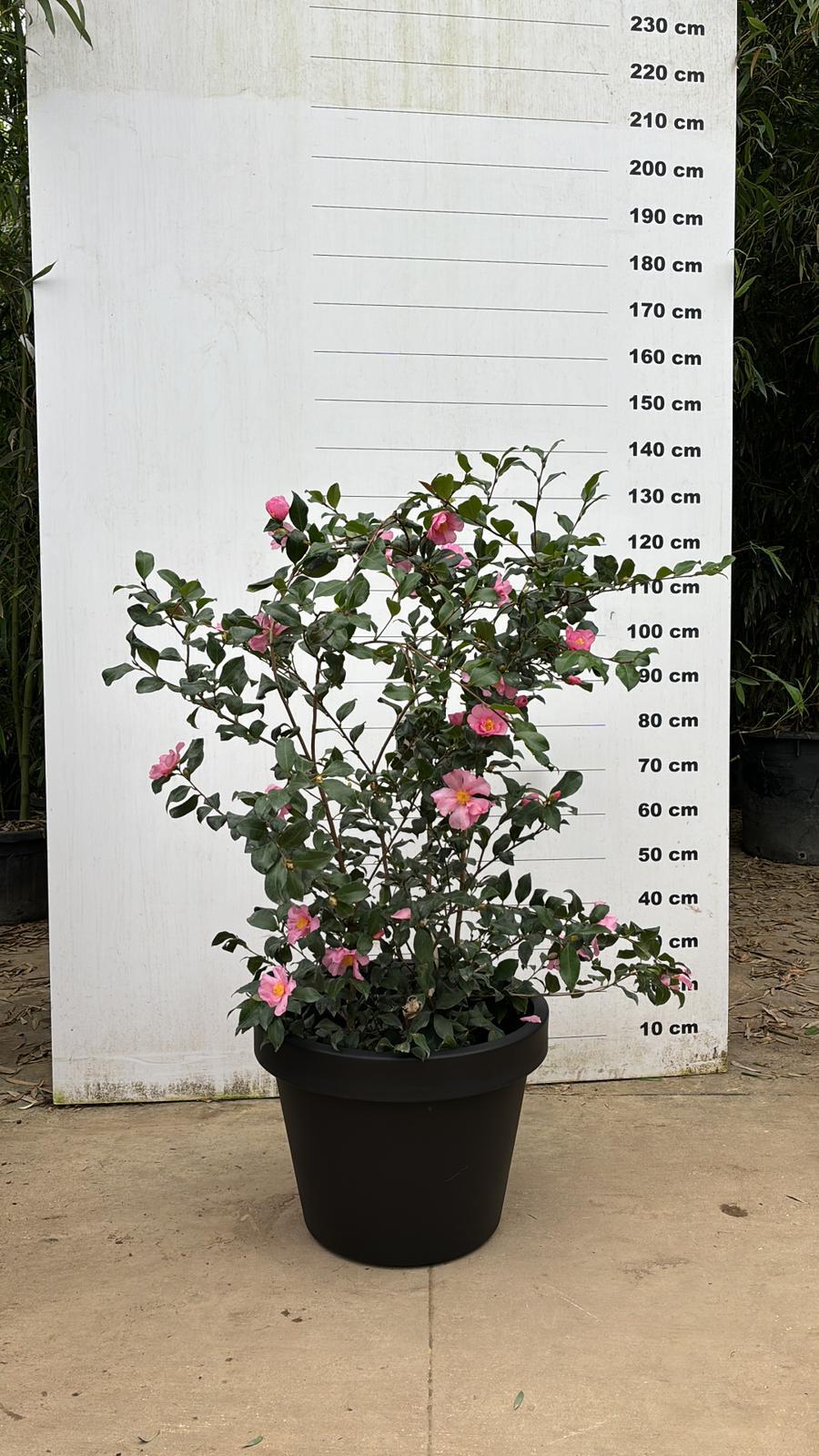 Pot Milano - Image 33