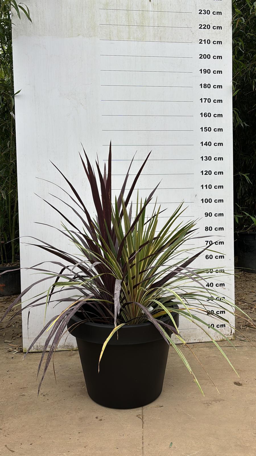 Pot Milano - Image 34