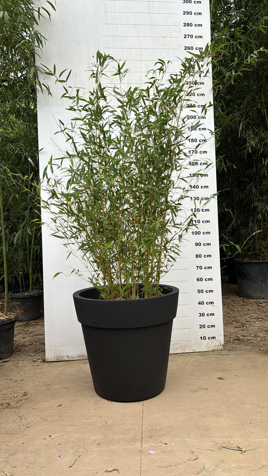 Pot Milano - Image 35