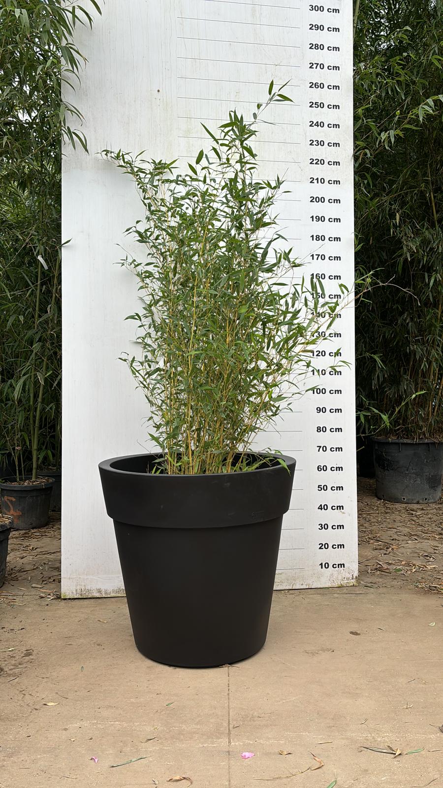 Pot Milano - Image 36