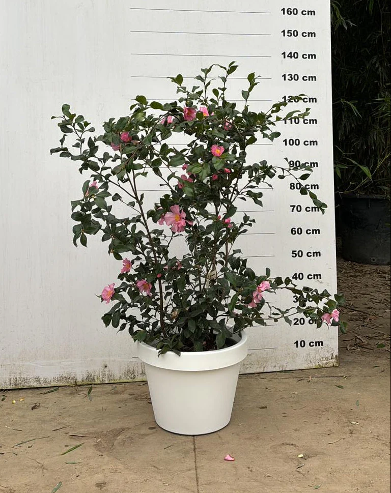 Pot Milano - Image 37