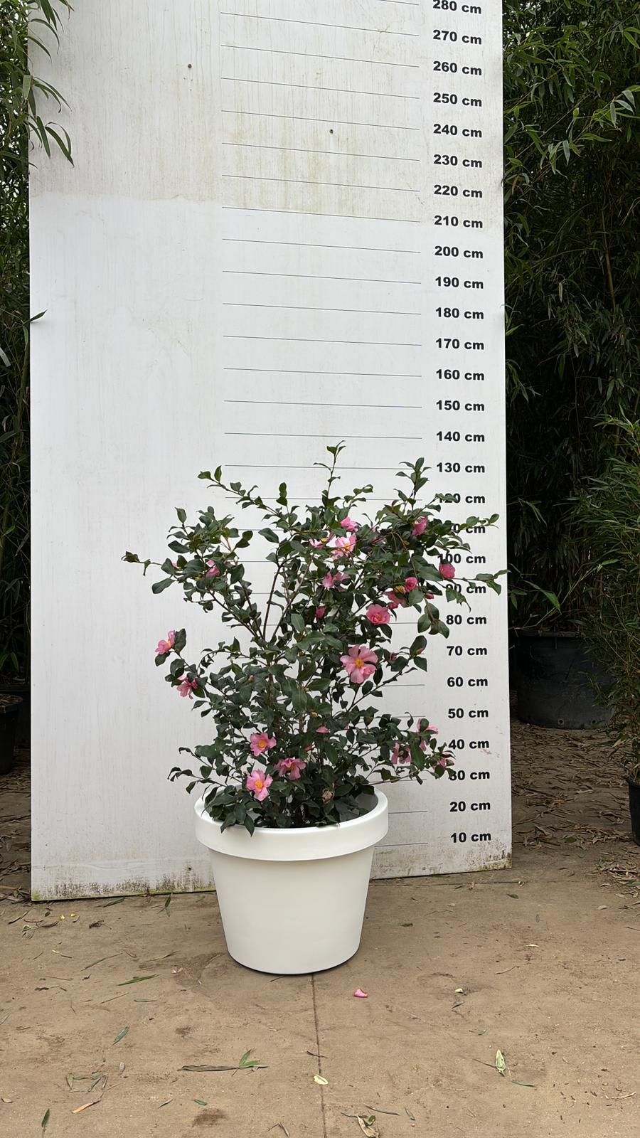 Pot Milano - Image 38