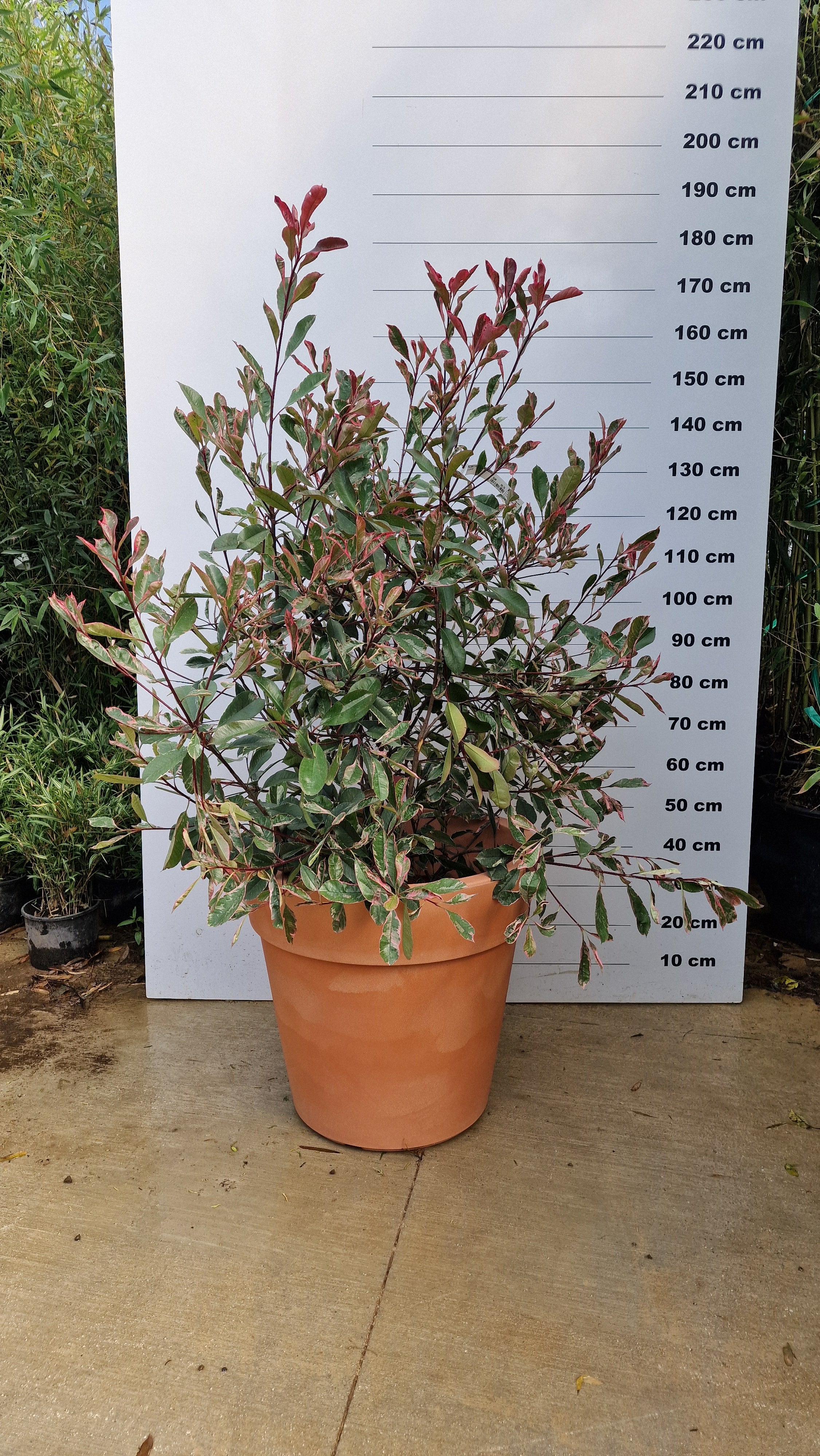 Pot Milano - Image 4