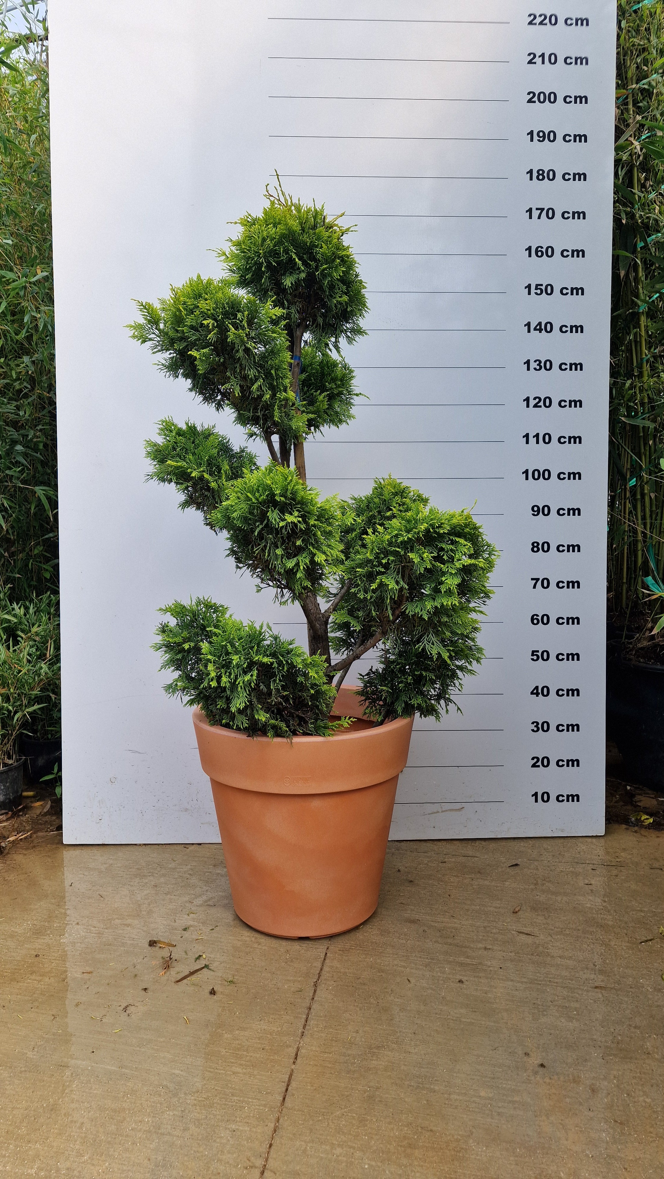 Pot Milano - Image 8