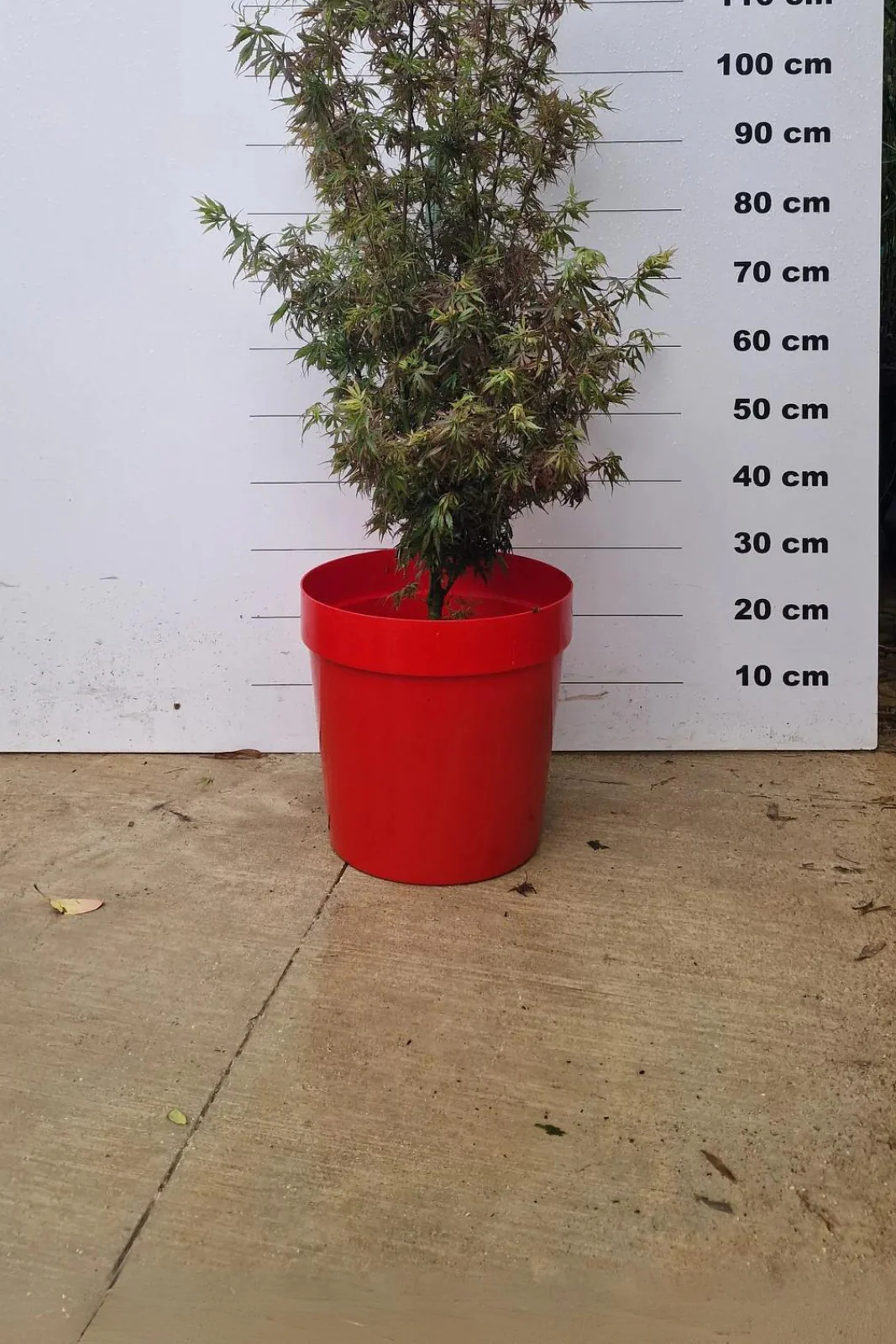 Pot Venezia - Image 3