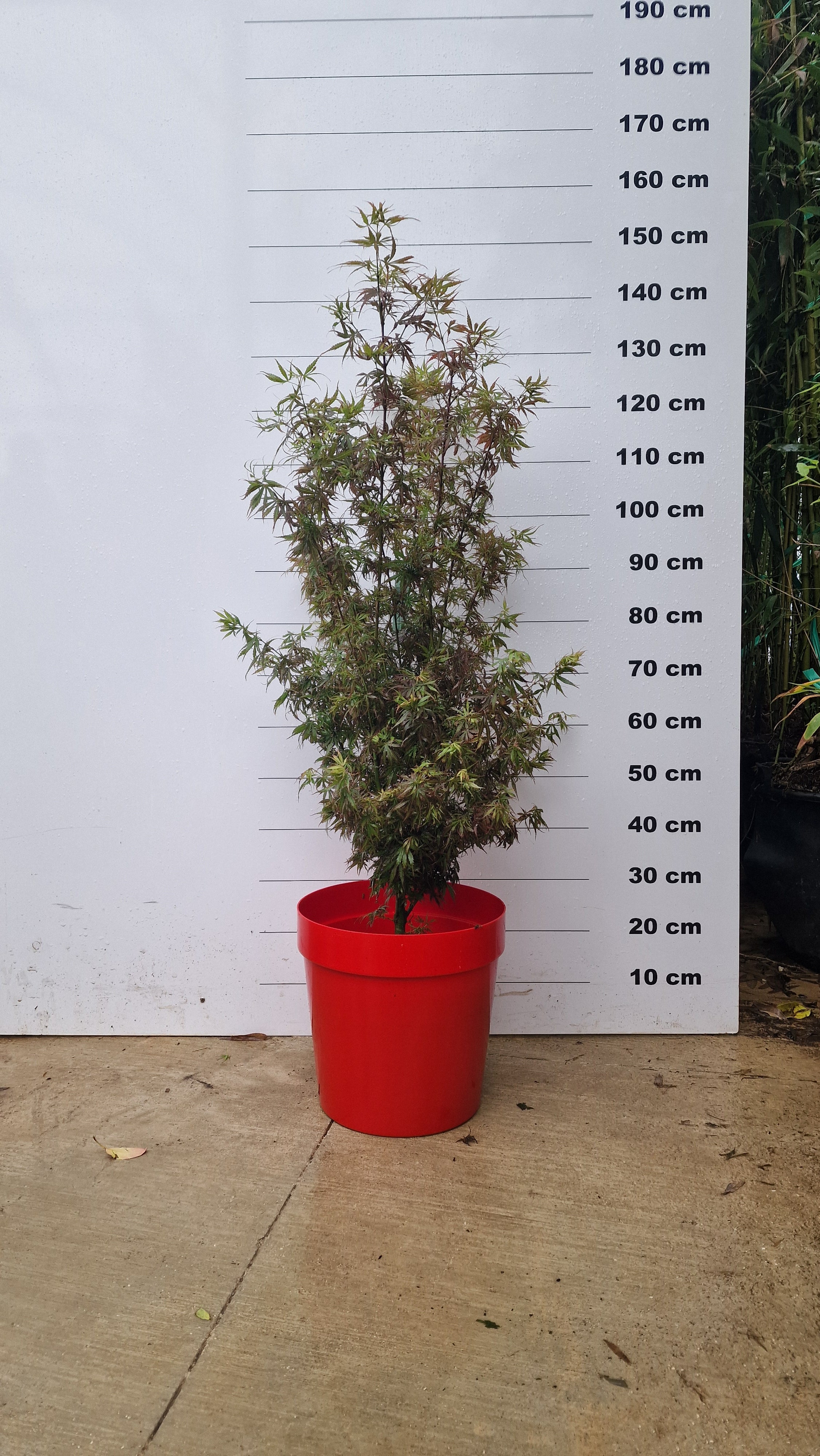 Pot Venezia - Image 4