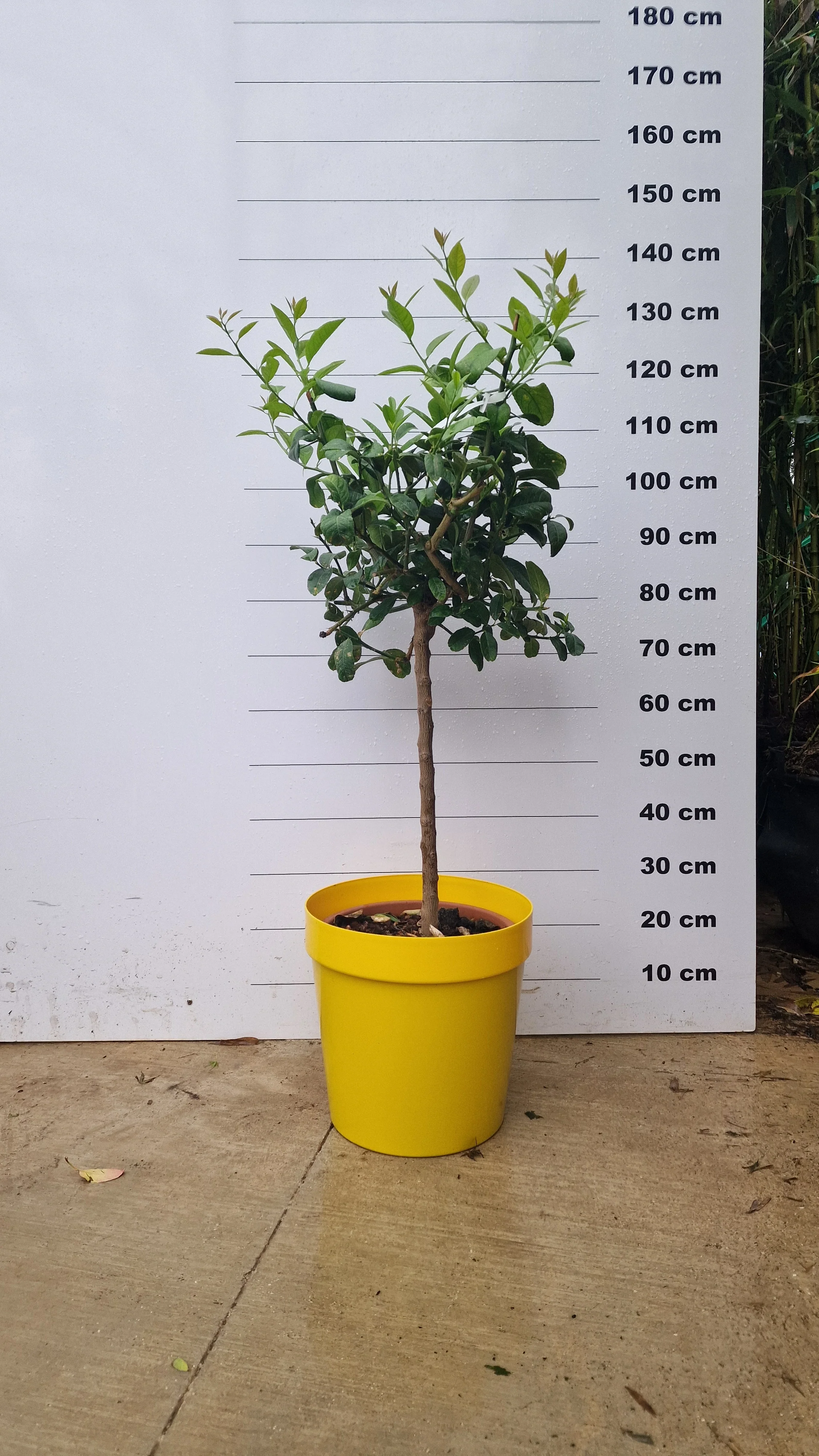 Pot Venezia - Image 7