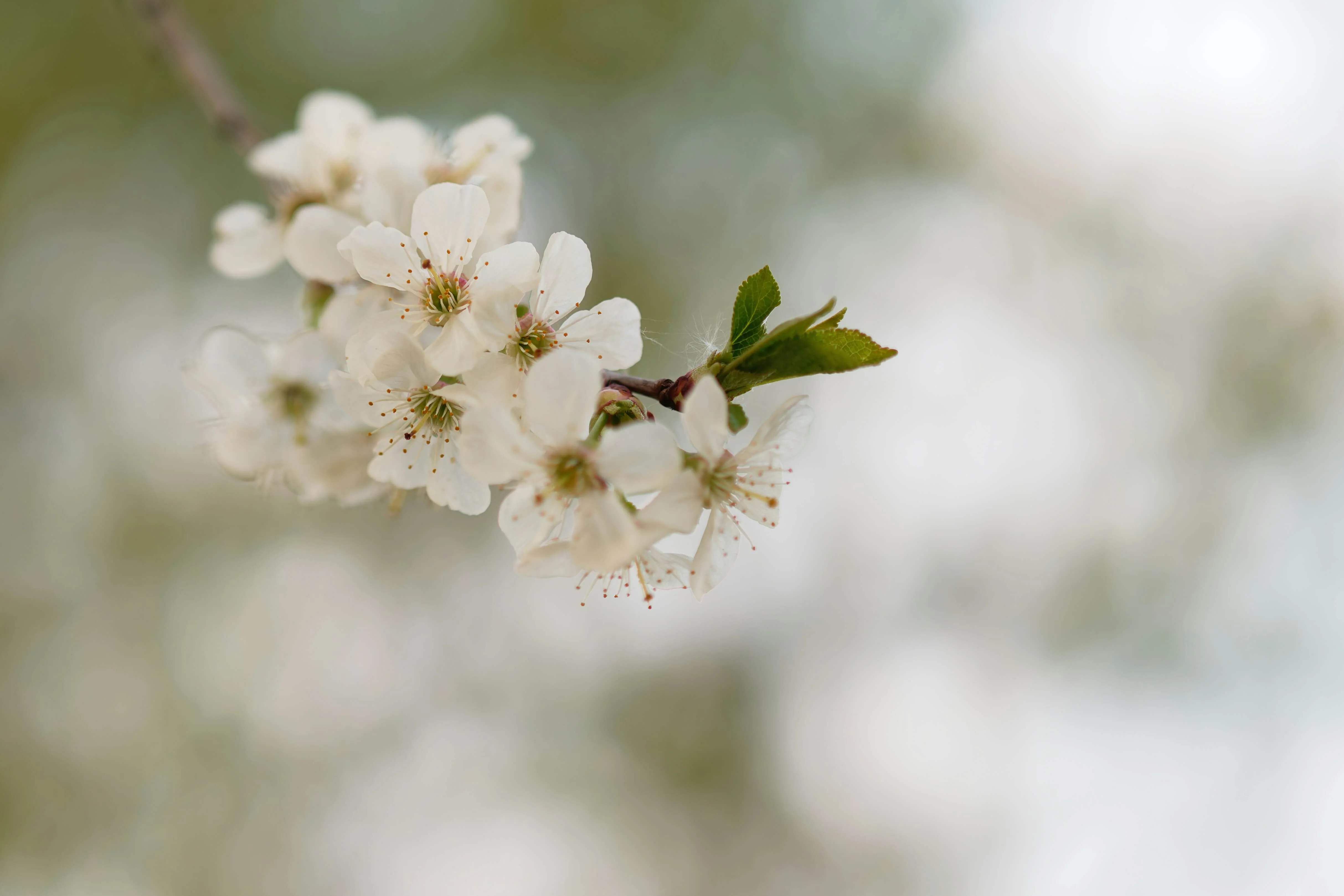 Prunier Mirabelle de Nancy (Prunus x Institiae Mirabelle de Nancy) - Image 5
