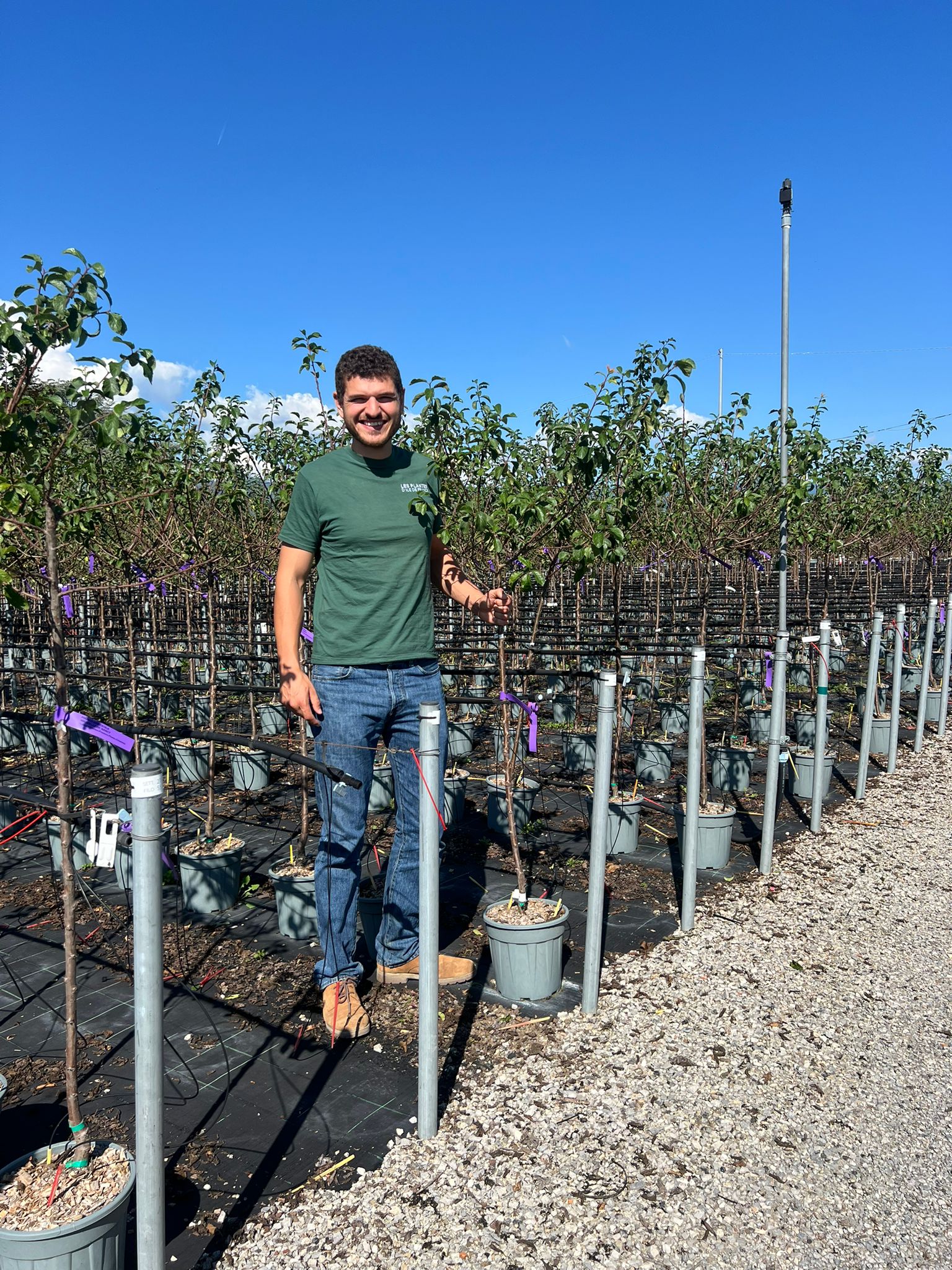 Prunier Mirabelle de Nancy (Prunus x Institiae Mirabelle de Nancy) - Image 7