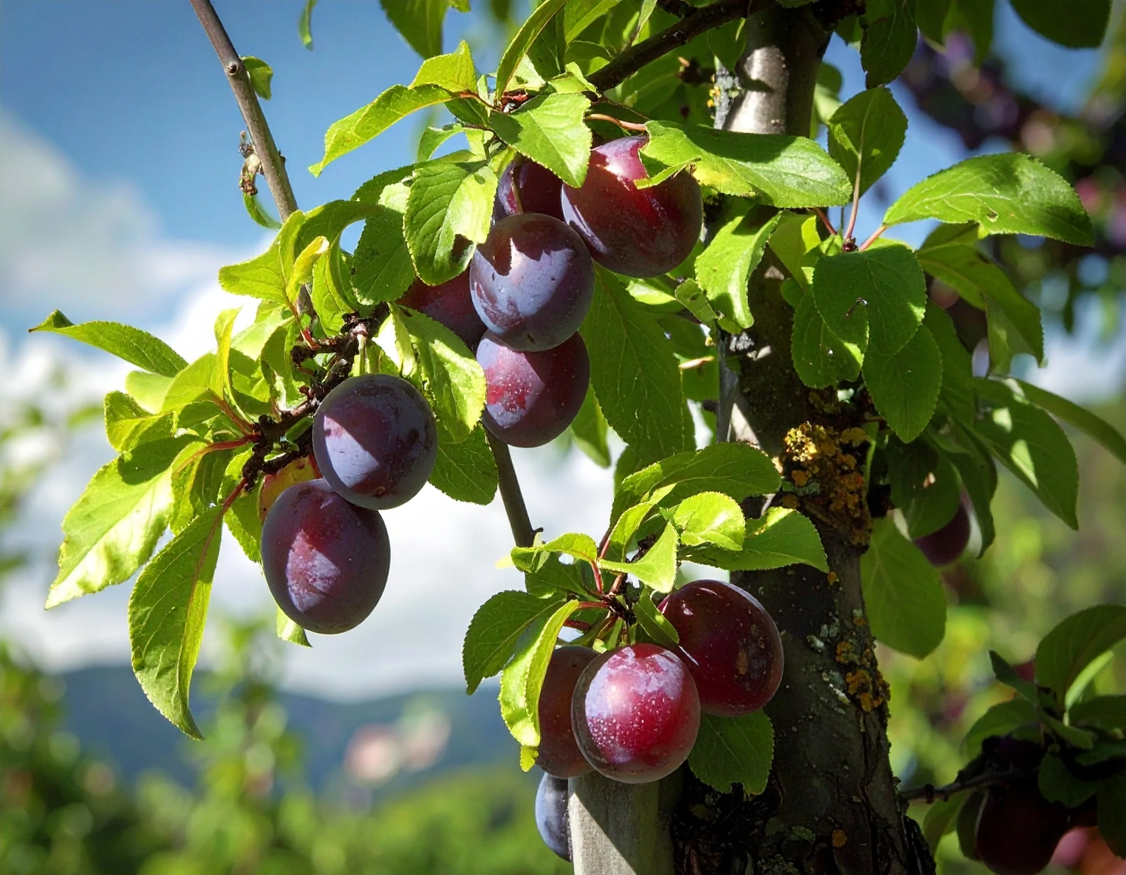 Prunier Quetsche d'Alsace (Prunus domestica Quetsche d'Alsace) - Image 3