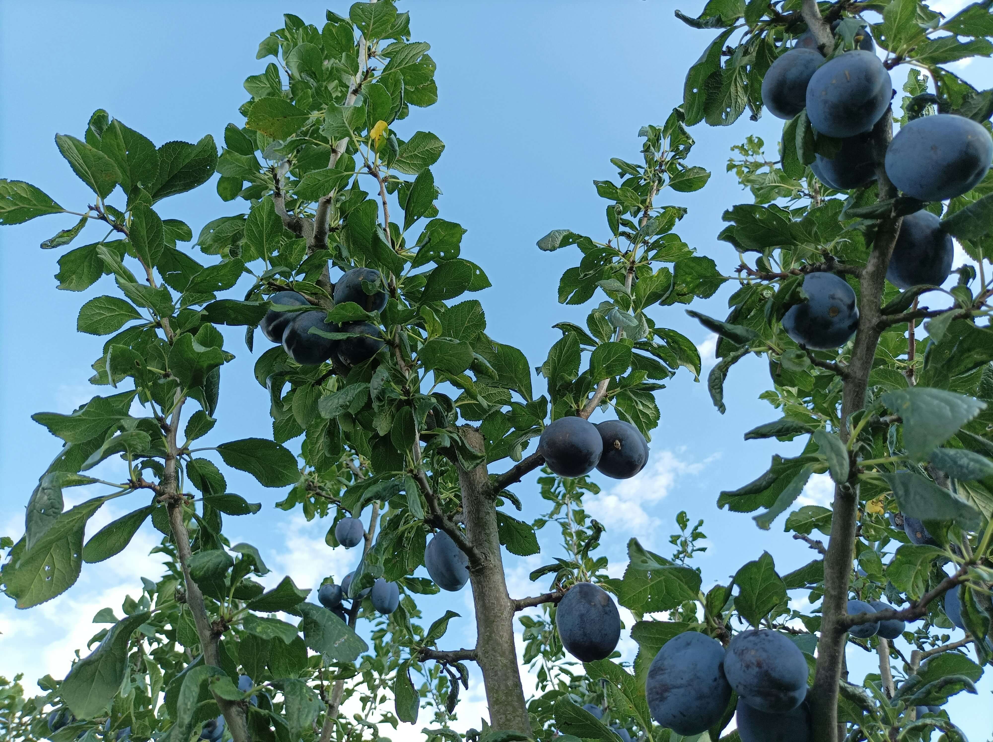 Prunier Quetsche d'Alsace (Prunus domestica Quetsche d'Alsace) - Image 6