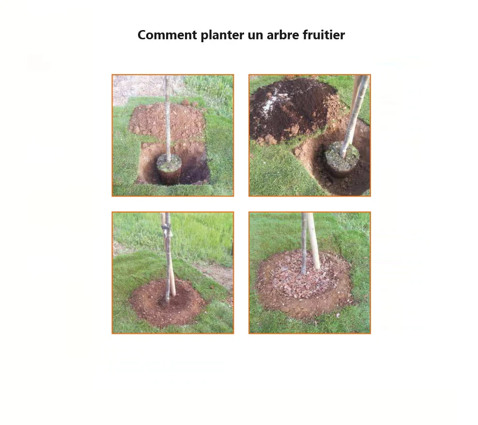 Prunier Quetsche d'Alsace (Prunus domestica Quetsche d'Alsace) - Image 8