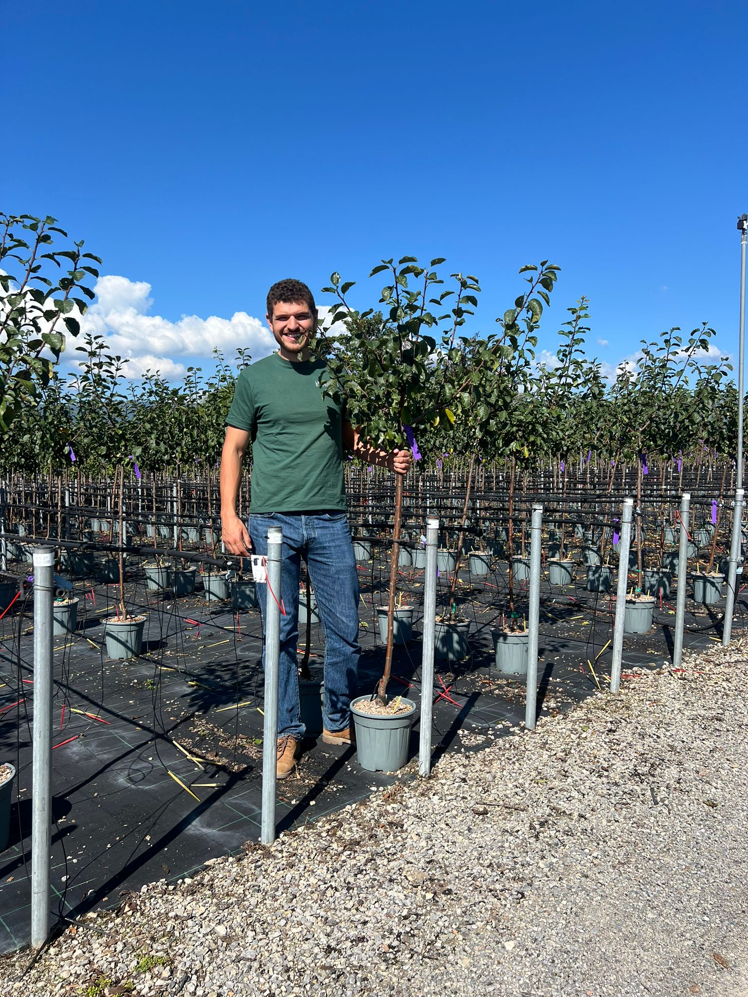 Prunier Quetsche d'Alsace (Prunus domestica Quetsche d'Alsace) - Image 9
