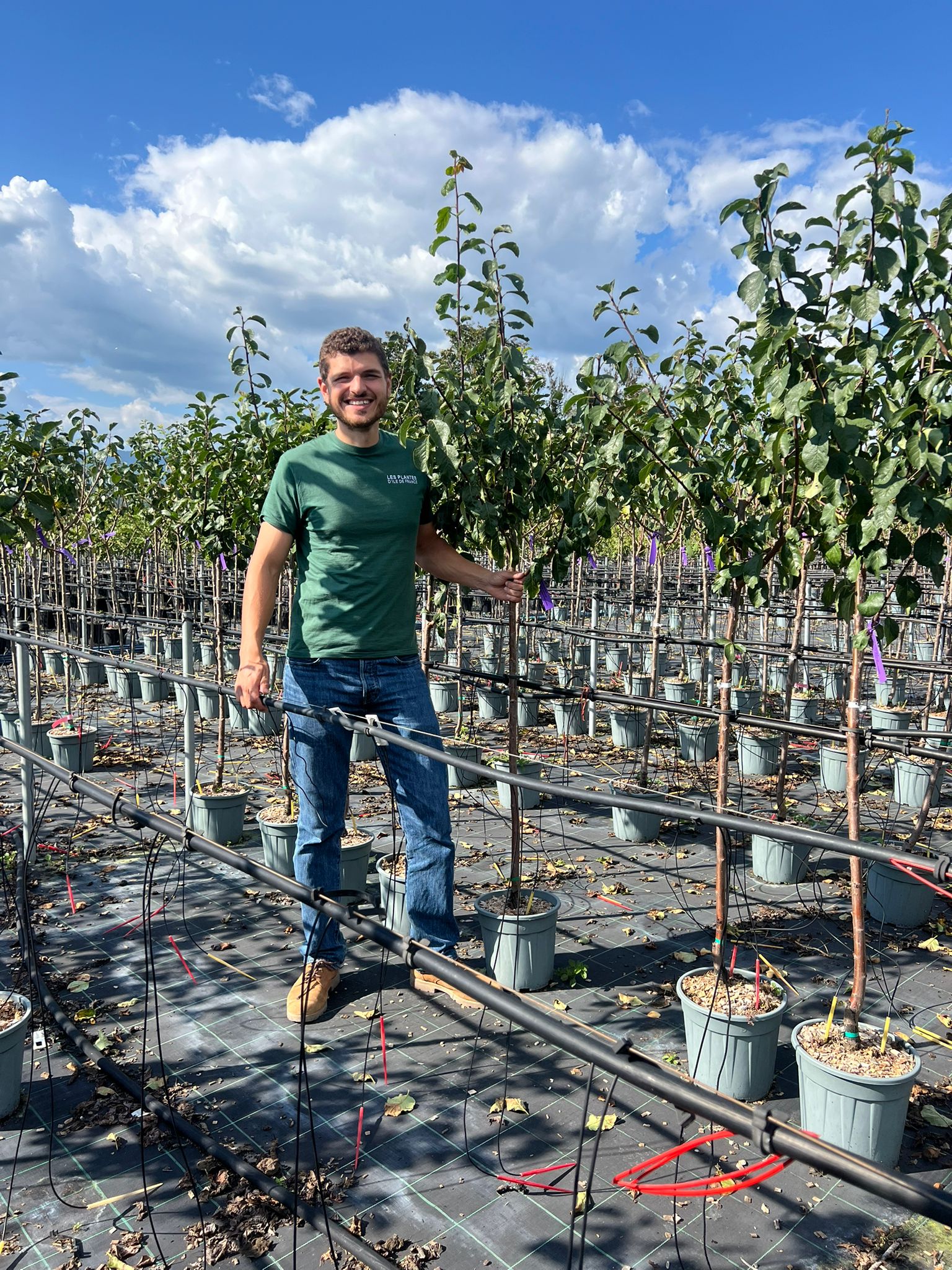 Prunier Reine Claude Dorée (Prunus Domestica Reine Claude) - Image 8