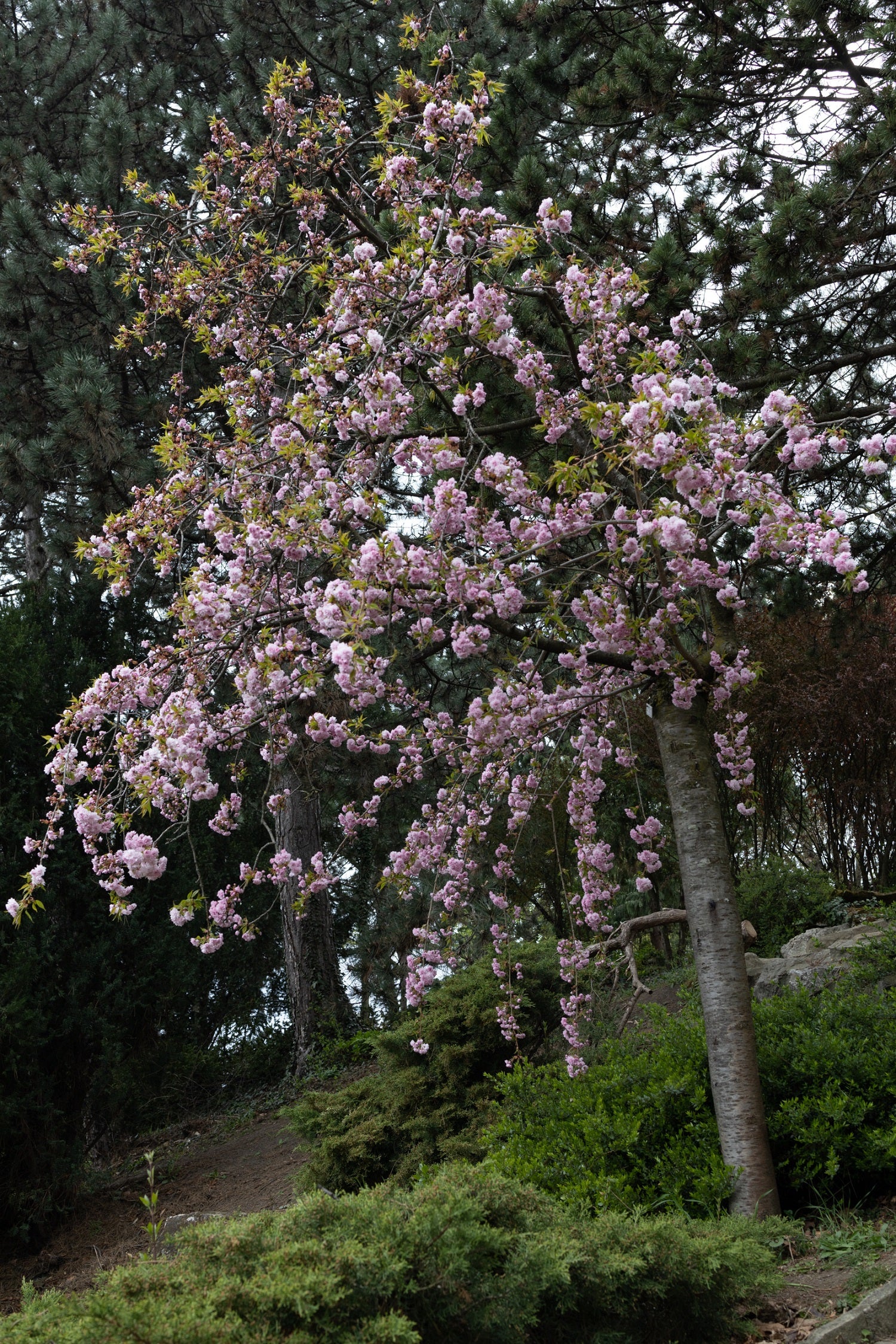 Cerisier Japonais pleureur à fleurs (Prunus Serrulata Kiku Shidare zakura) - Image 3