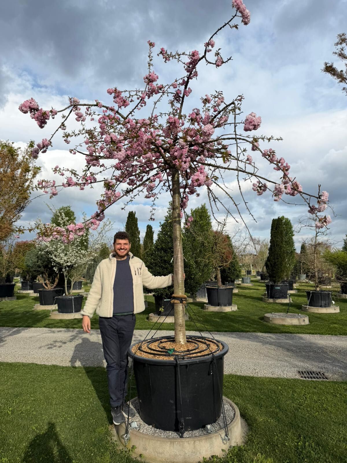 Cerisier Japonais pleureur à fleurs (Prunus Serrulata Kiku Shidare zakura) - Image 4