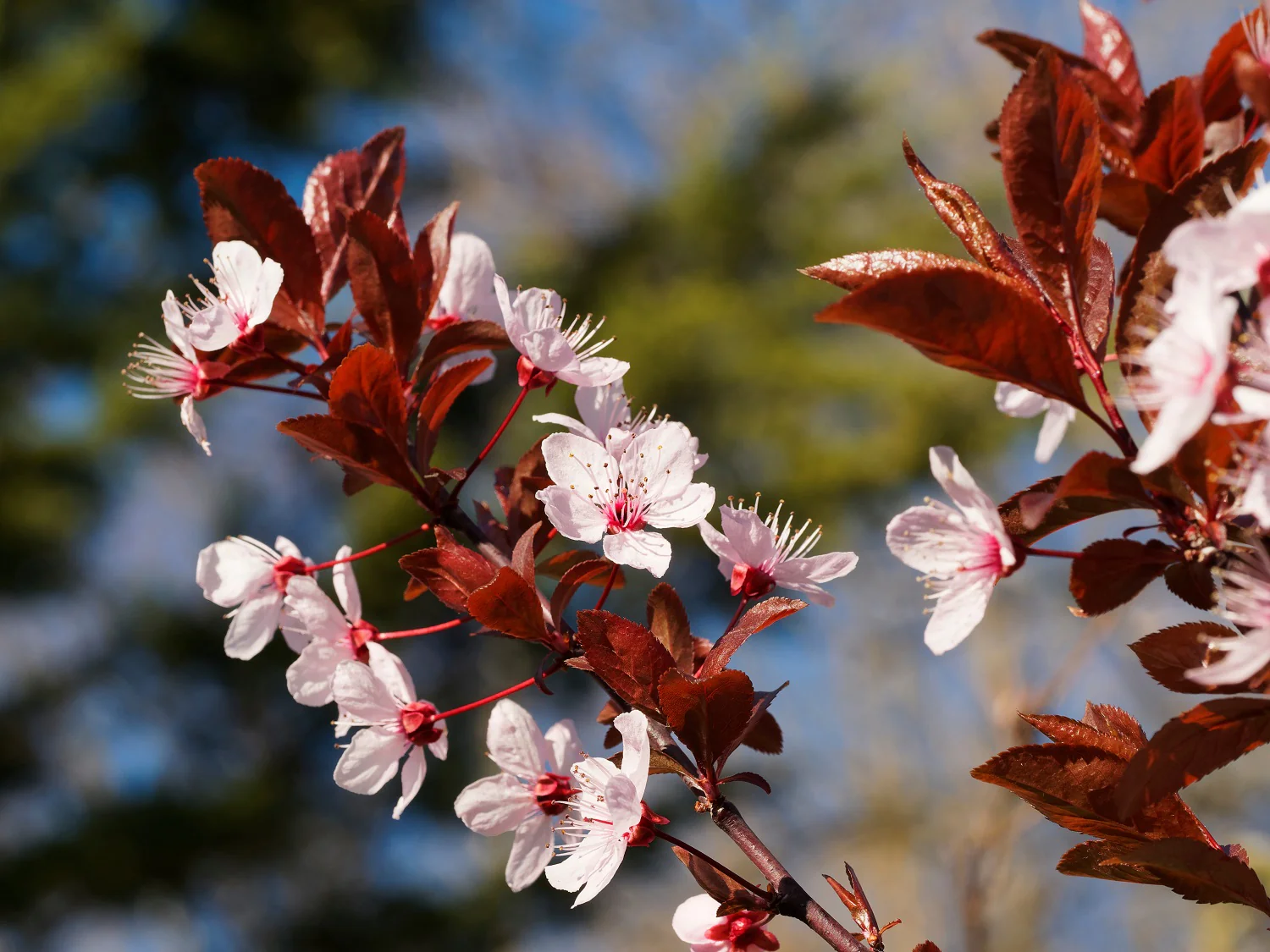 Cerisier Japonais à Fleurs en tige (Prunus Pissardii) - Image 3