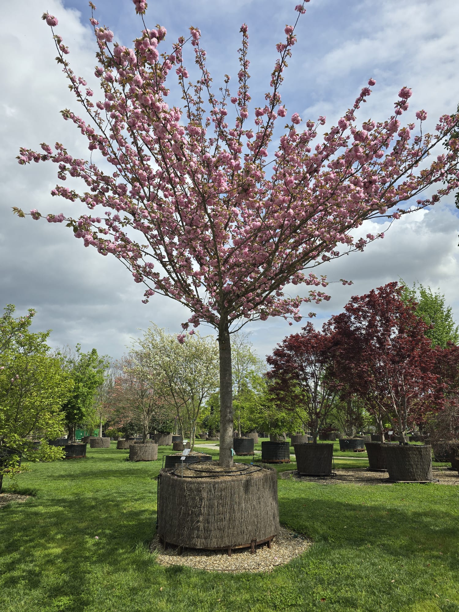 Cerisier Japonais à Fleurs en tige (Prunus Serrulata Kanzan) - Image 10