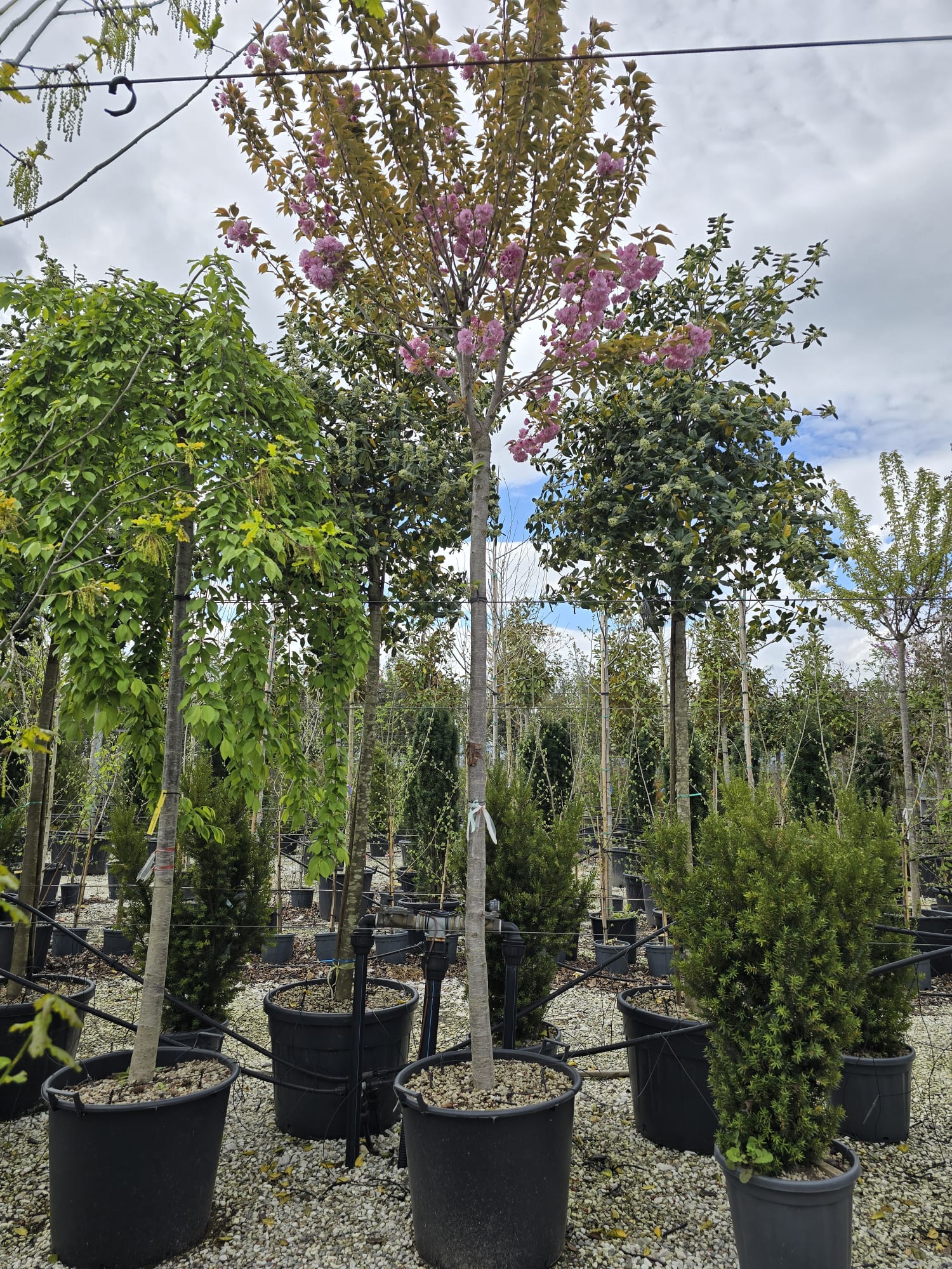 Cerisier Japonais à Fleurs en tige (Prunus Serrulata Kanzan) - Image 11