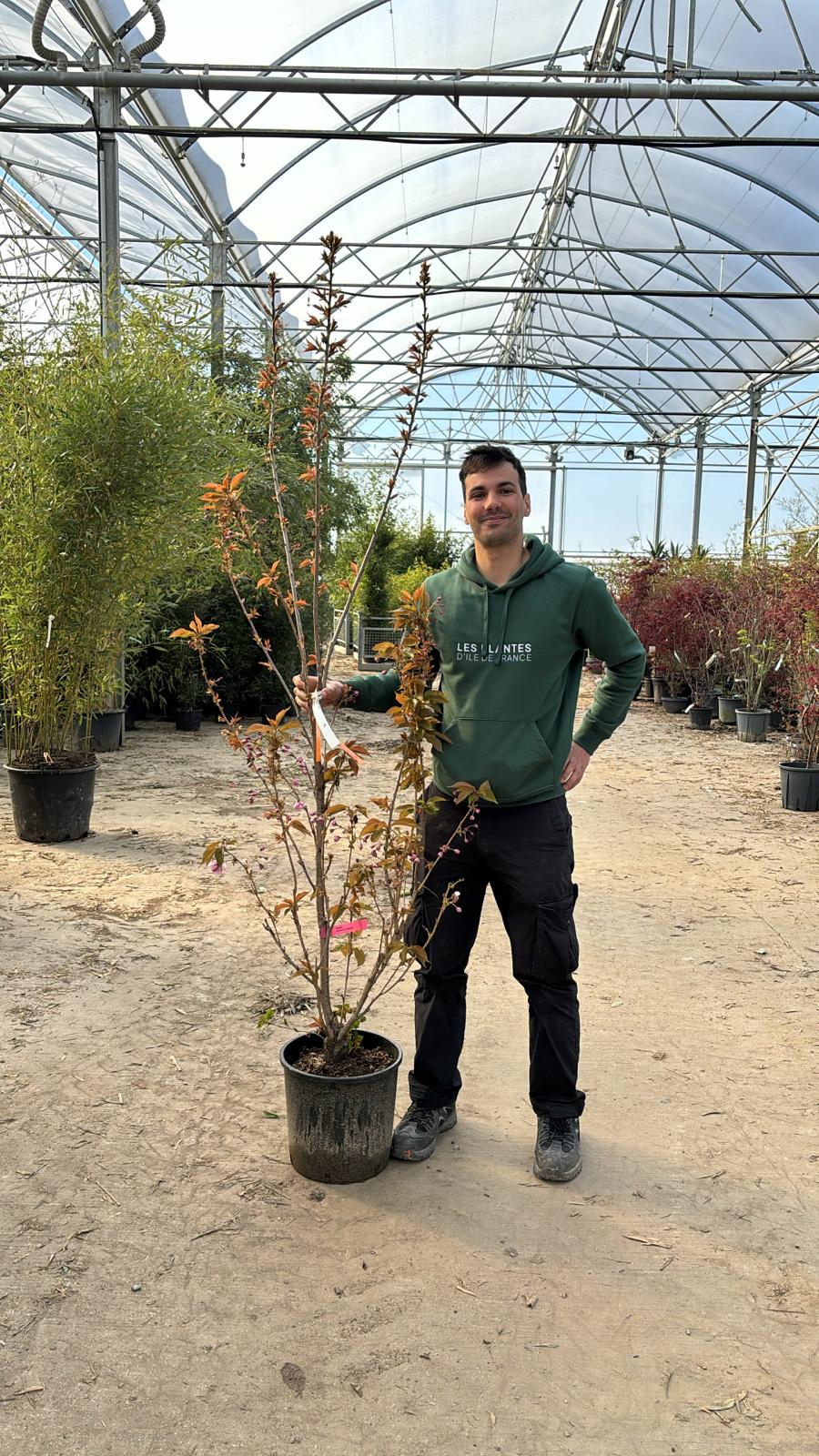 Cerisier Japonais à Fleurs en tige (Prunus Serrulata Kanzan) - Image 13