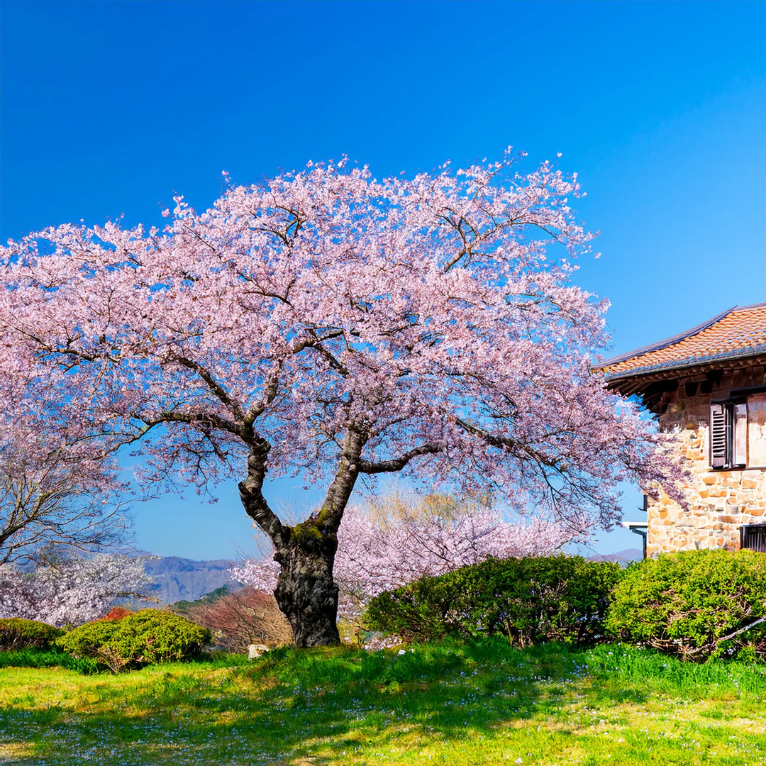 Cerisier Japonais à Fleurs en tige (Prunus Serrulata Kanzan) - Image 3