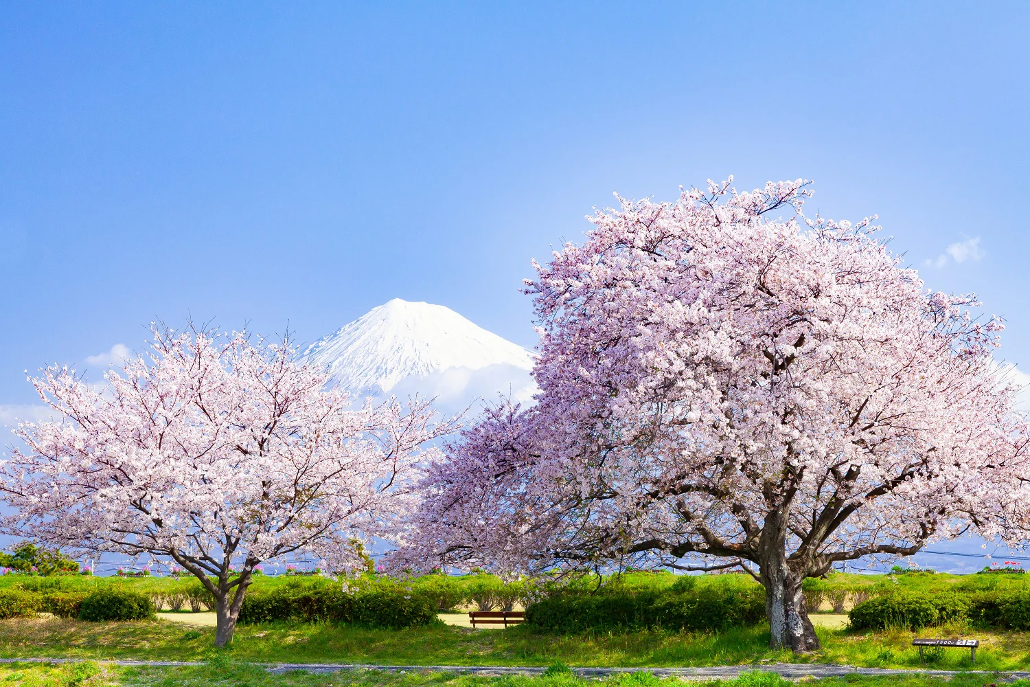 Cerisier Japonais à Fleurs en tige (Prunus Serrulata Kanzan) - Image 4