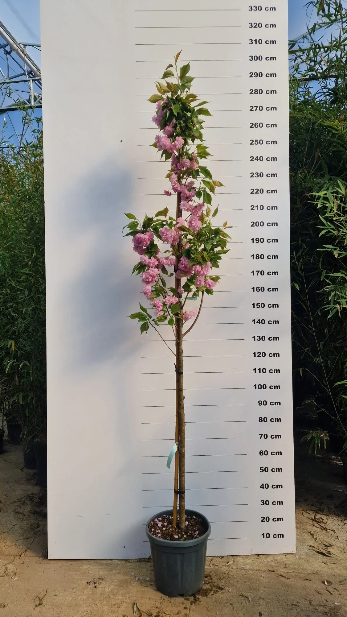 Cerisier Japonais à Fleurs en tige (Prunus Serrulata Kanzan) - Image 7