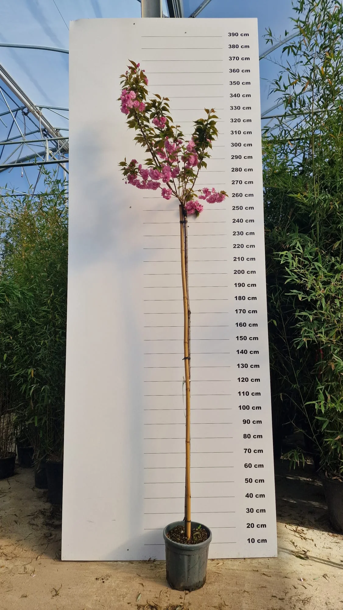 Cerisier Japonais à Fleurs en tige (Prunus Serrulata Kanzan) - Image 8