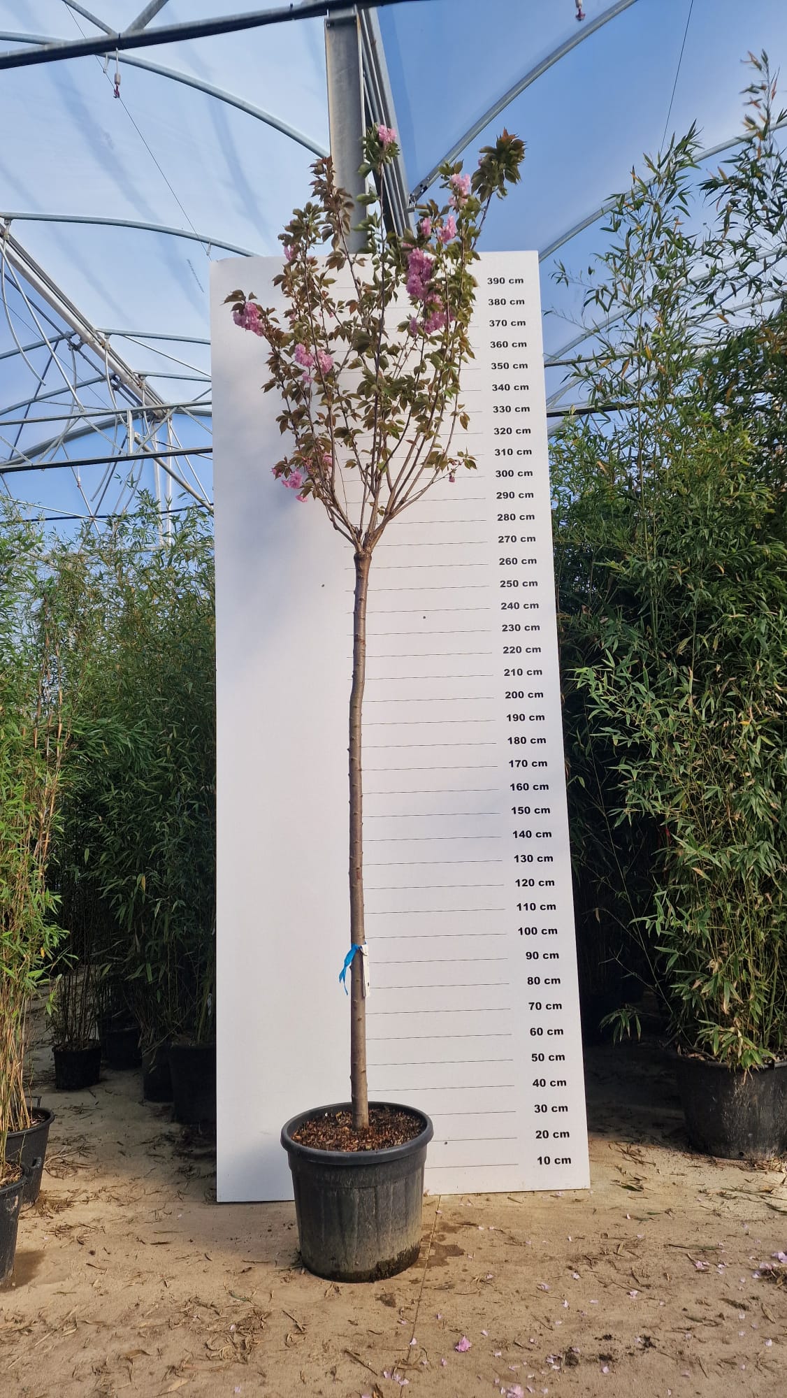 Cerisier Japonais à Fleurs en tige (Prunus Serrulata Kanzan) - Image 9