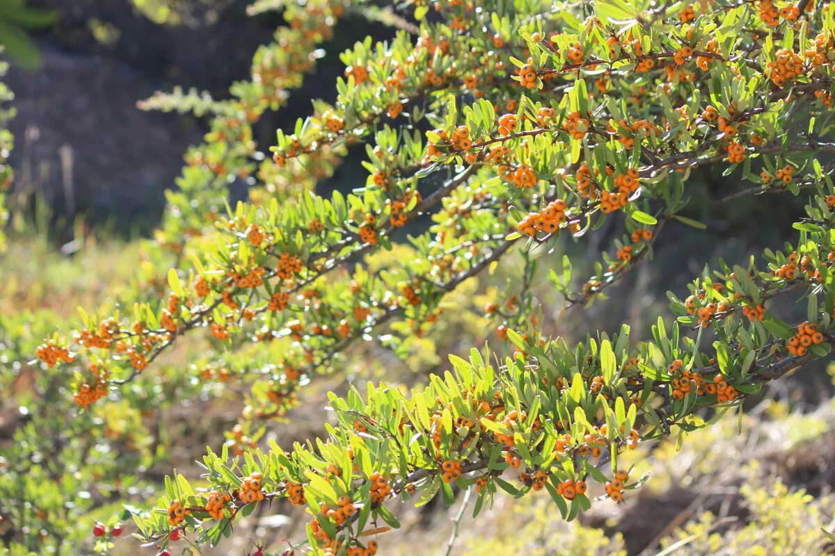 Pyracantha (Pyracantha Soleil d'Or) - Image 3