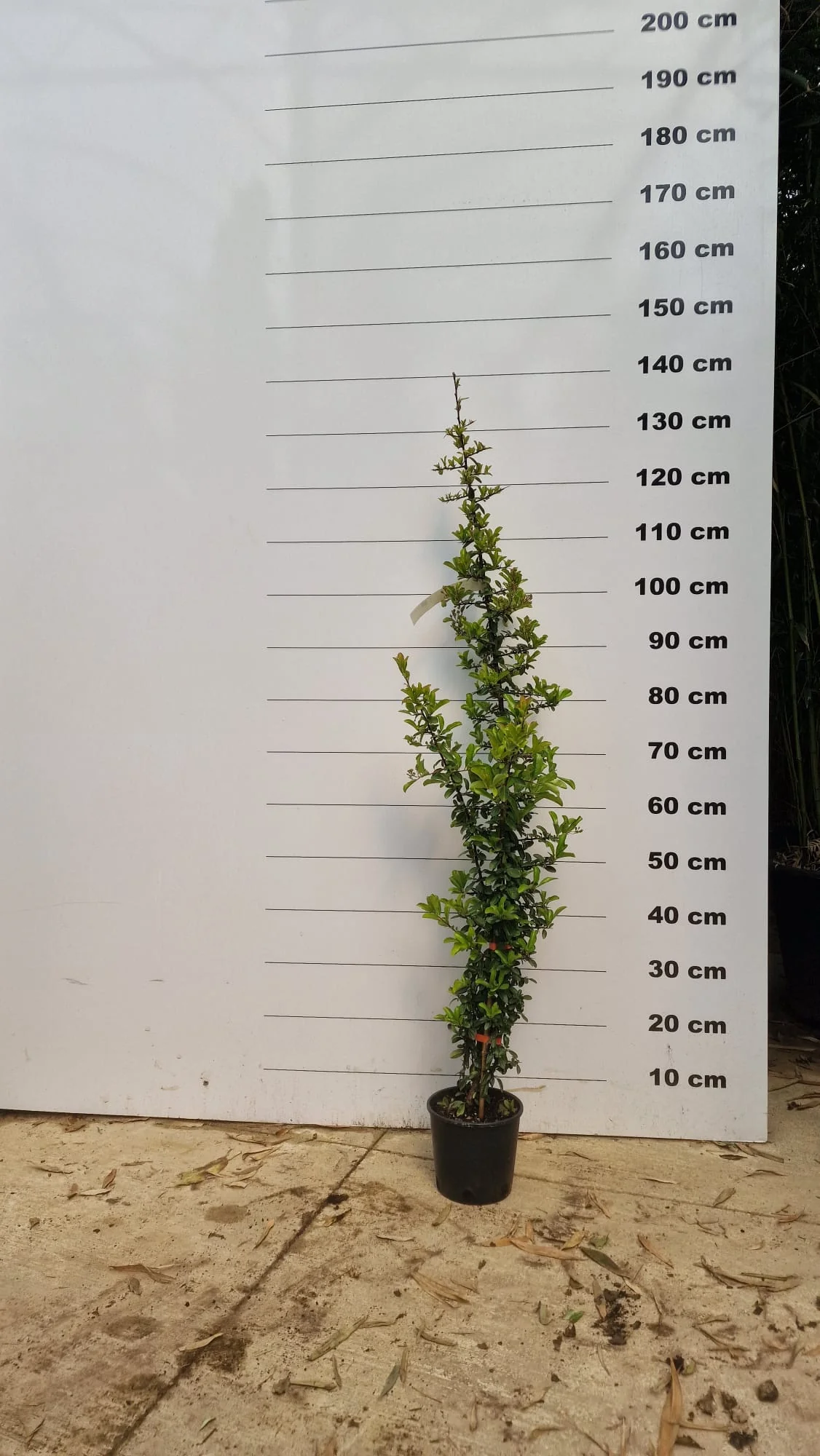 Pyracantha (Pyracantha Soleil d'Or) - Image 4