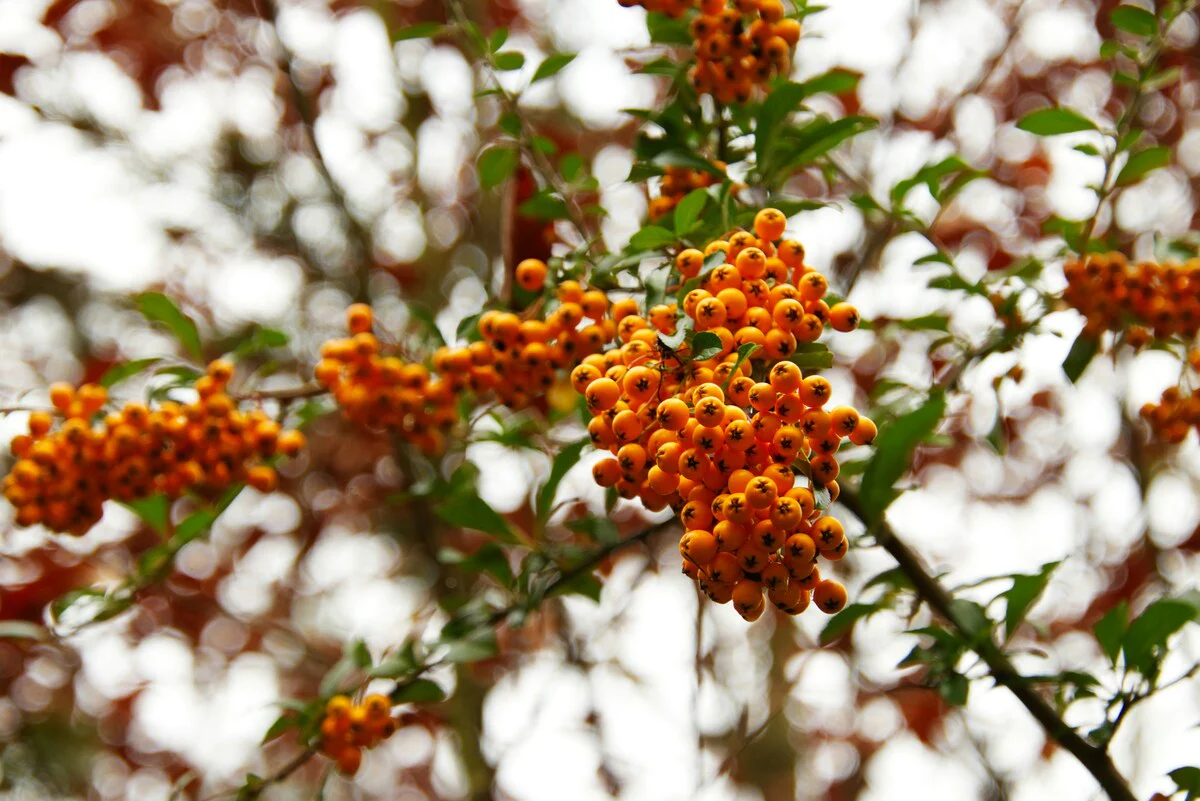 Pyracantha (Pyracantha Soleil d'Or) - Image 5