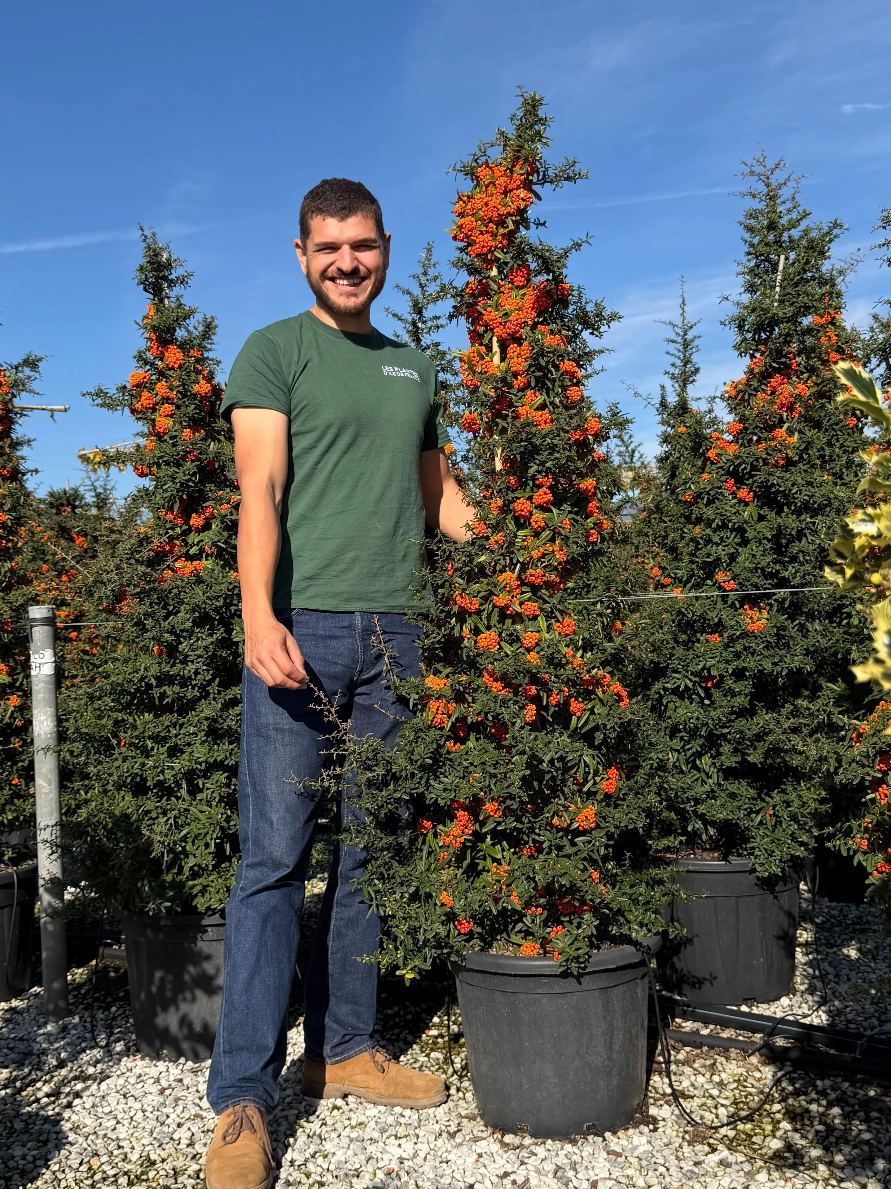 Pyracantha (Pyracantha Soleil d'Or) - Image 6